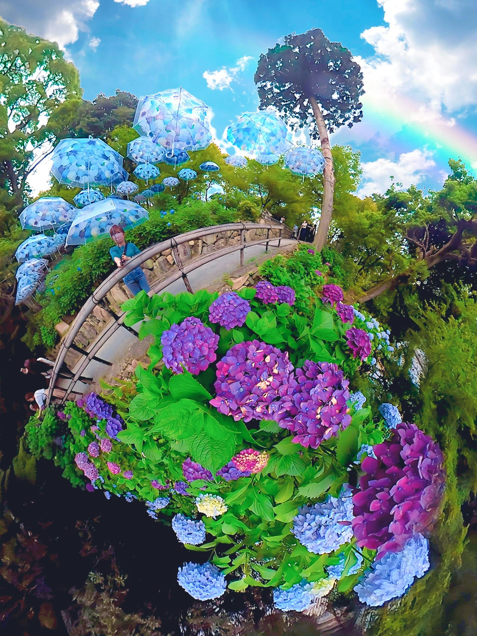 Vibranti ortensie e verde lussureggiante con un arcobaleno sullo sfondo