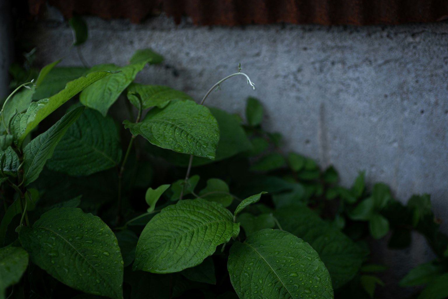 Plants with lush green leaves near a concrete wall