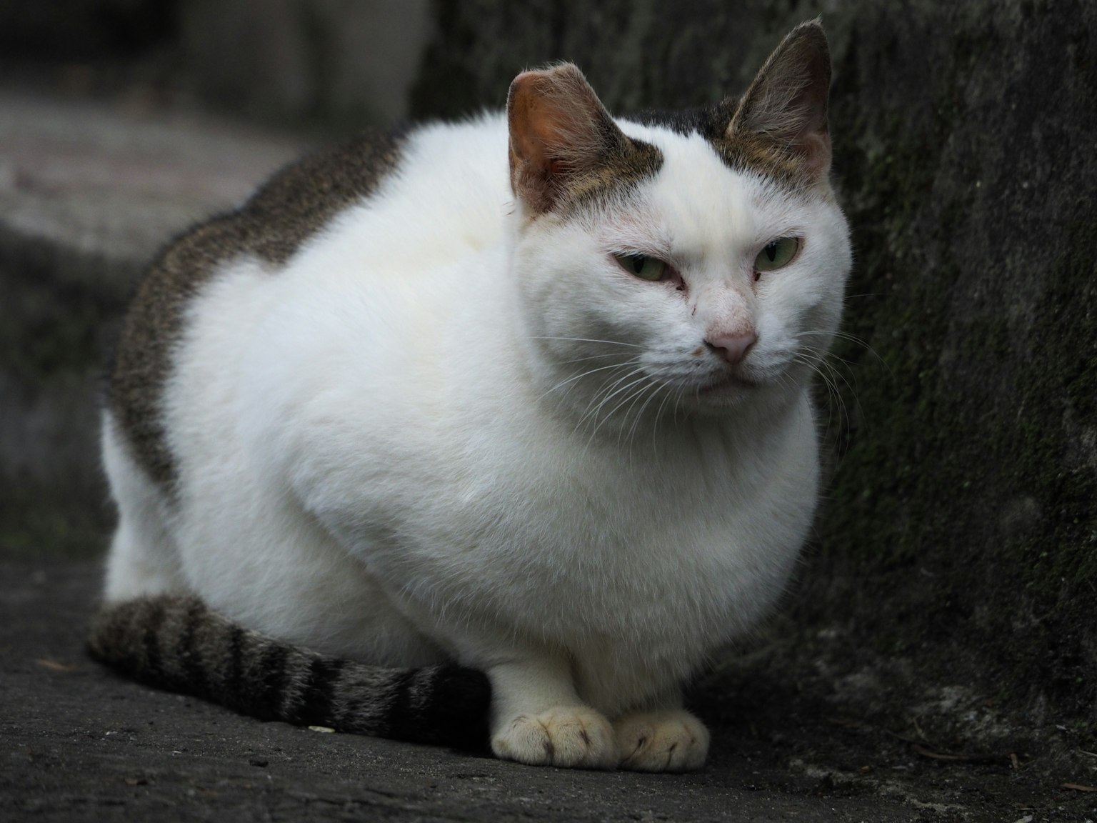 一只白色毛发和棕色斑点的猫静静地坐着