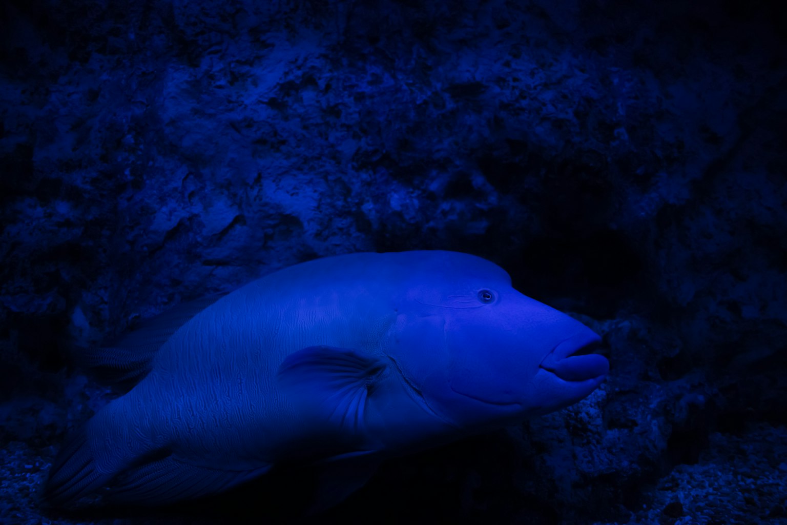 Bild eines Fisches, der im blauen Wasser schwimmt