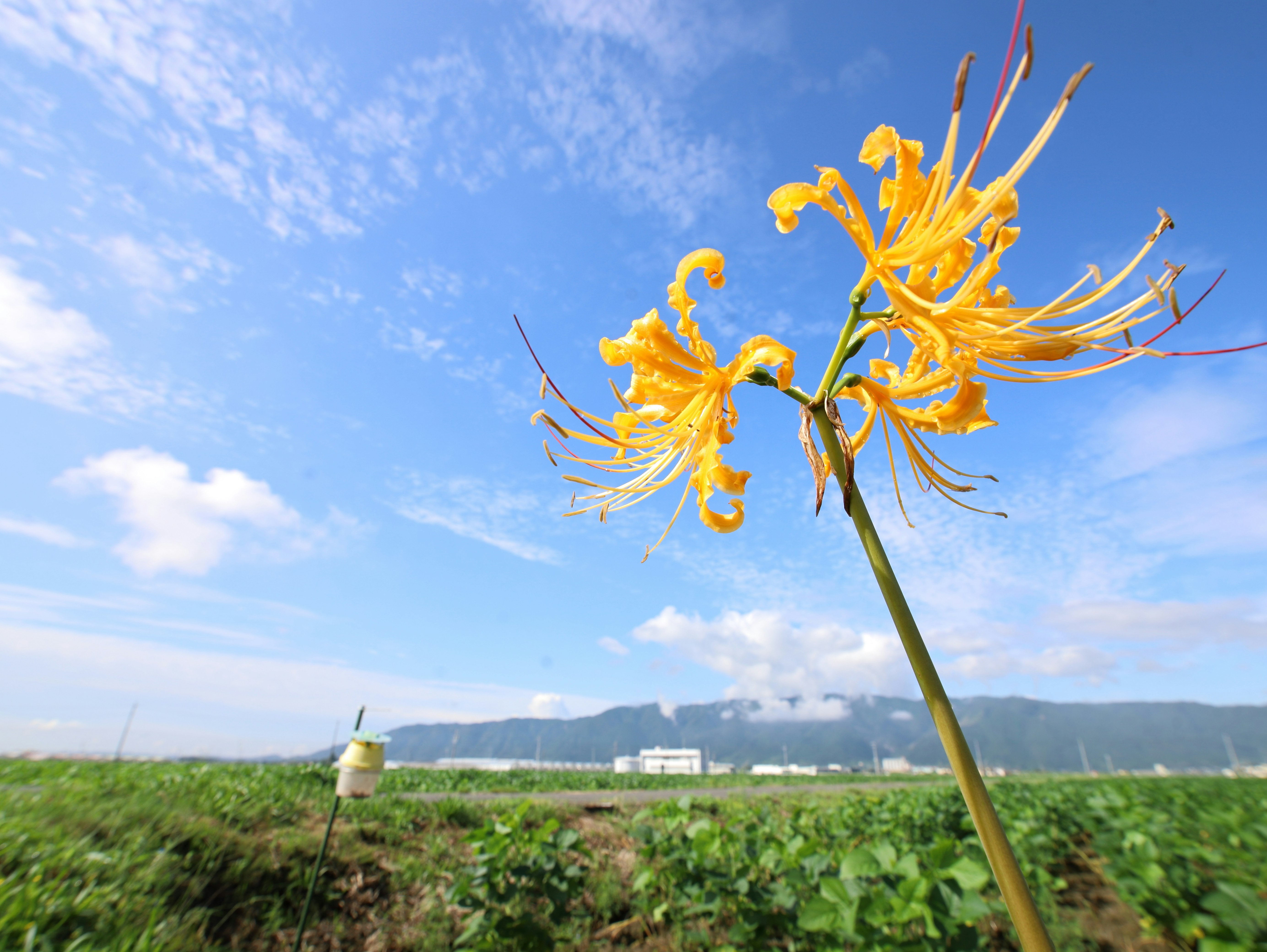fiore giallo in fioritura sopra un campo verde sotto un cielo blu