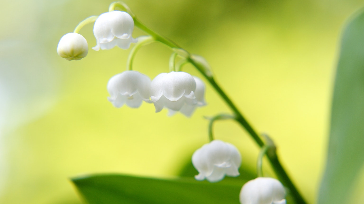 Un grupo de flores de lirio de los valles blancas contra un fondo verde