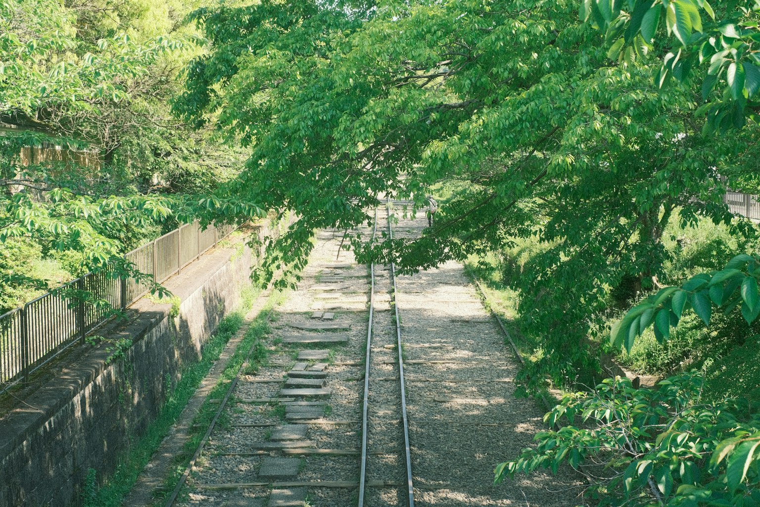 Binari ferroviari circondati da alberi verdi