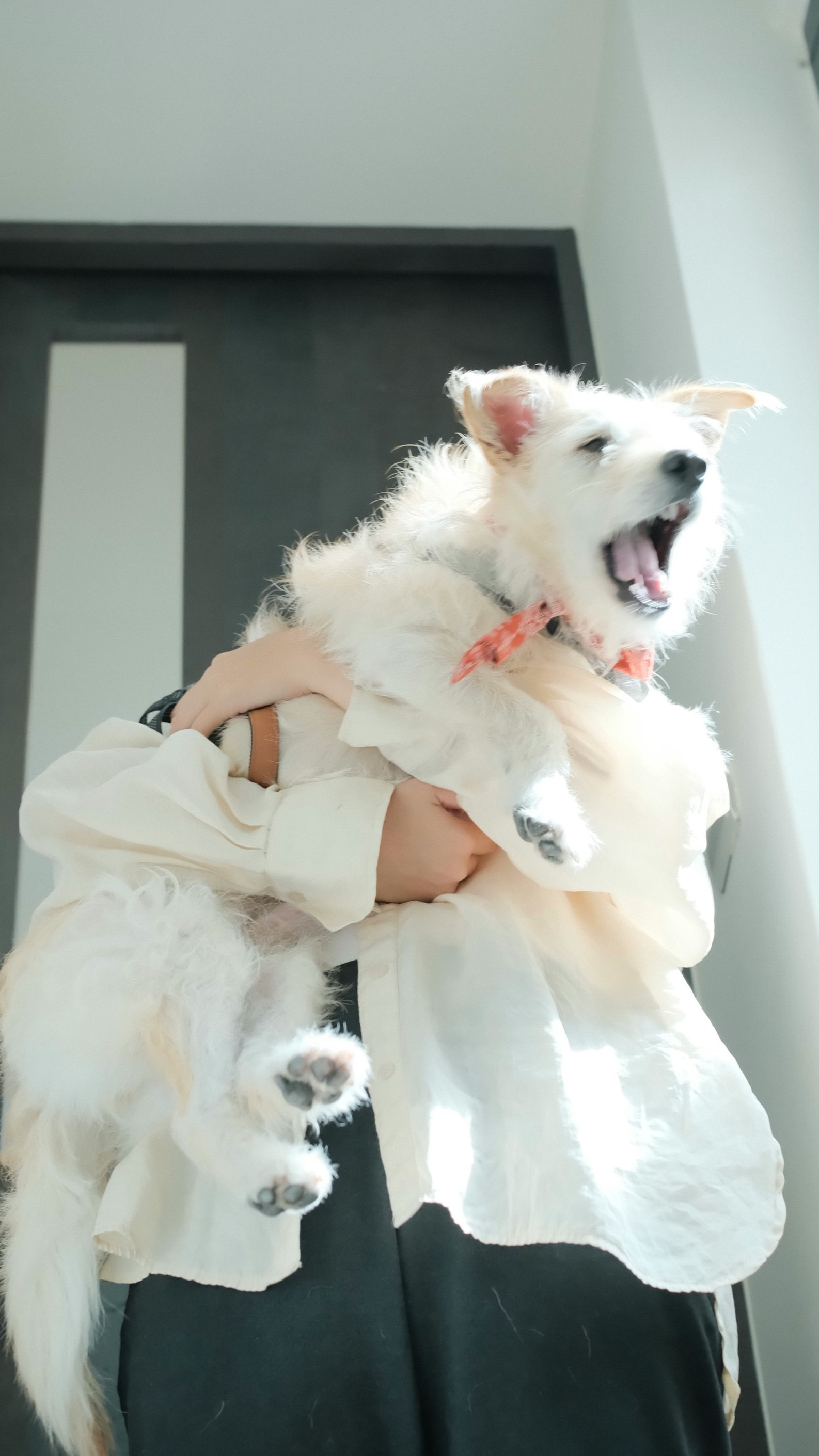 白い犬を抱き上げる手と飼い主のぬくもり