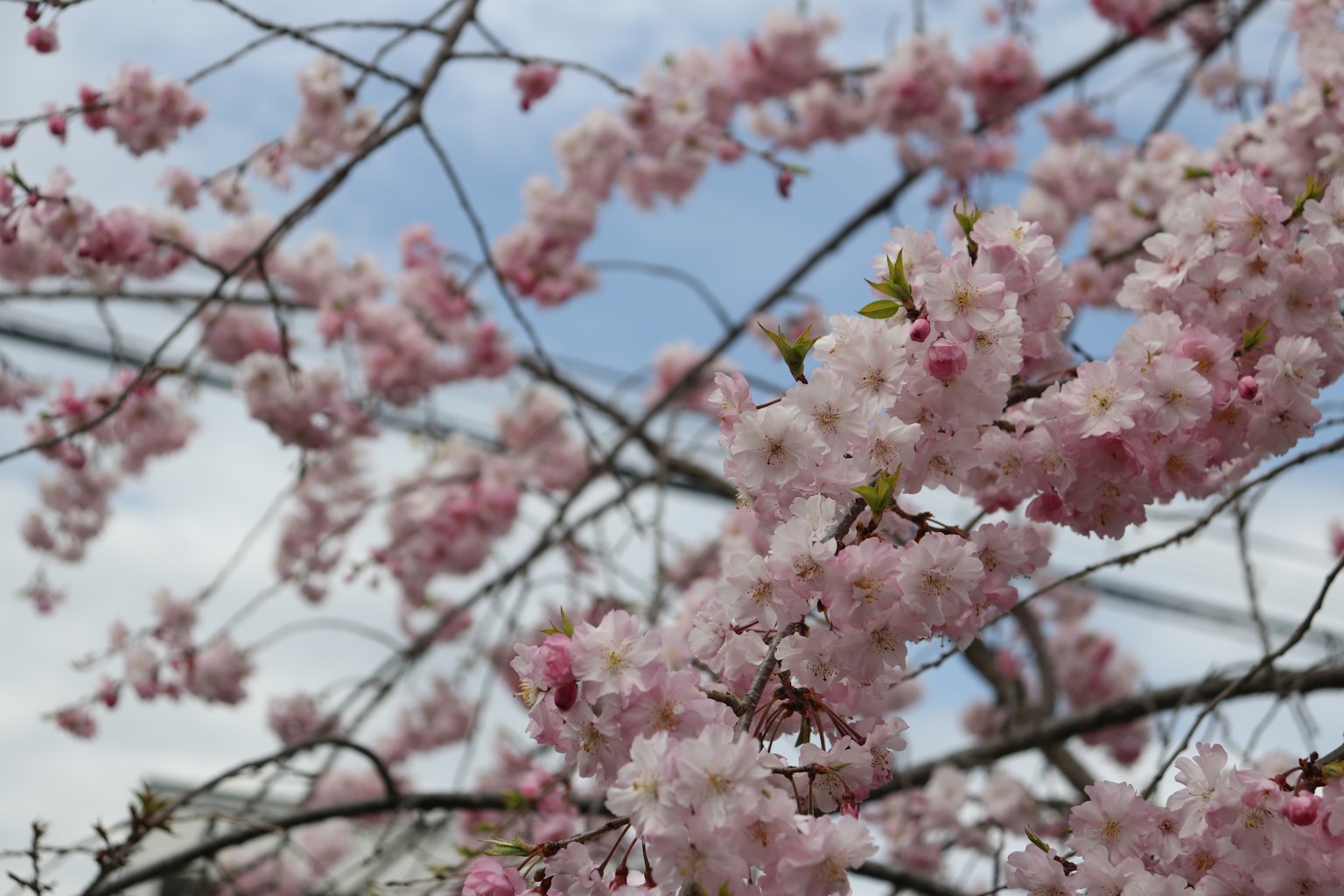 Kedekatan cabang bunga sakura dengan latar belakang langit biru