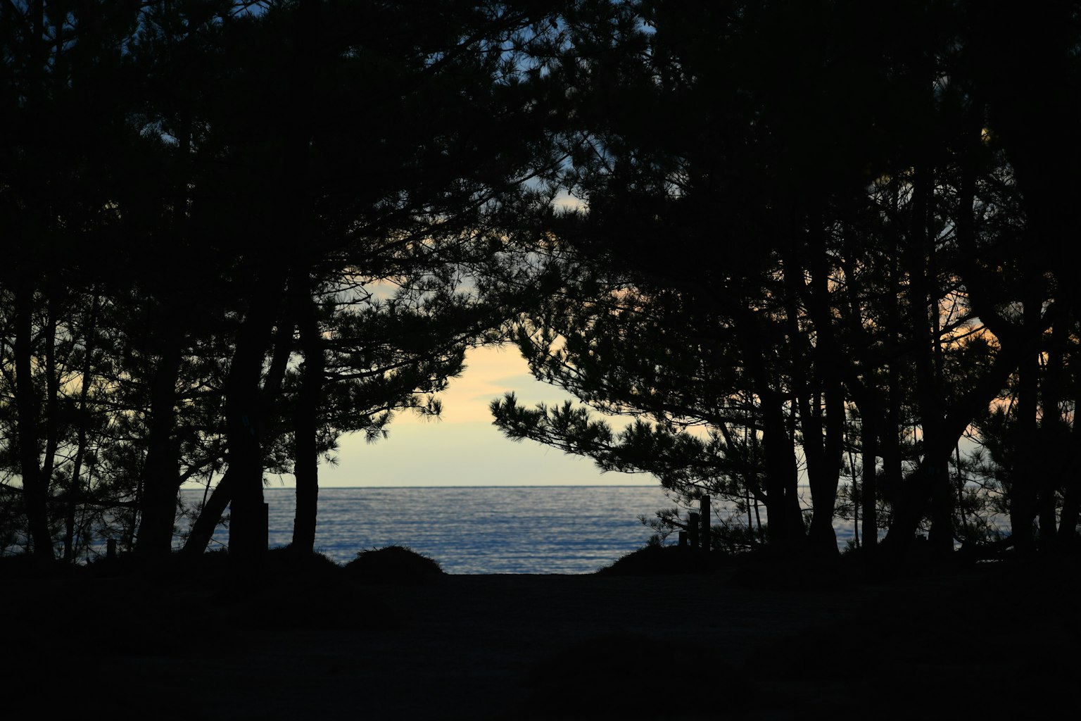 Siluet pohon yang membingkai laut saat senja
