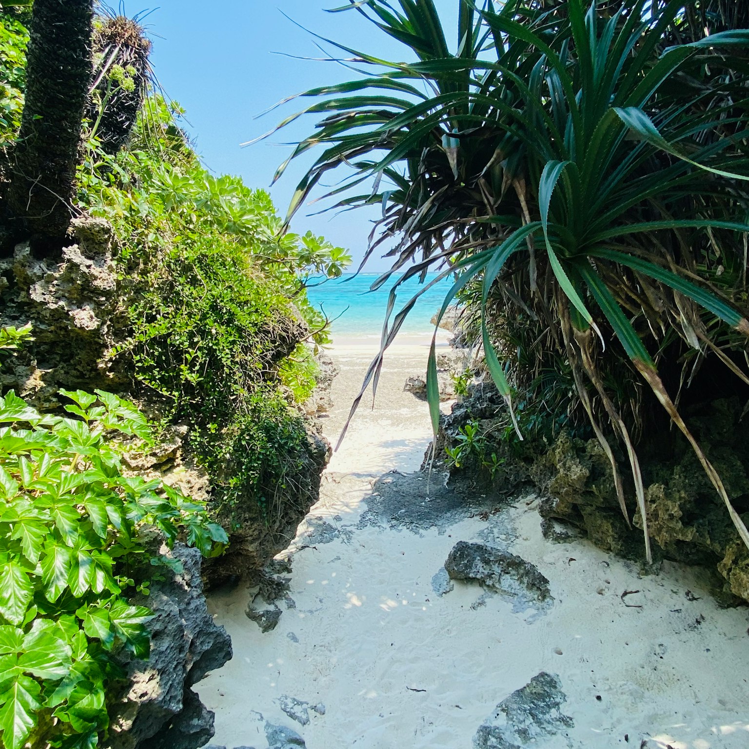 Vue panoramique d'un sentier verdoyant menant à une belle plage de sable