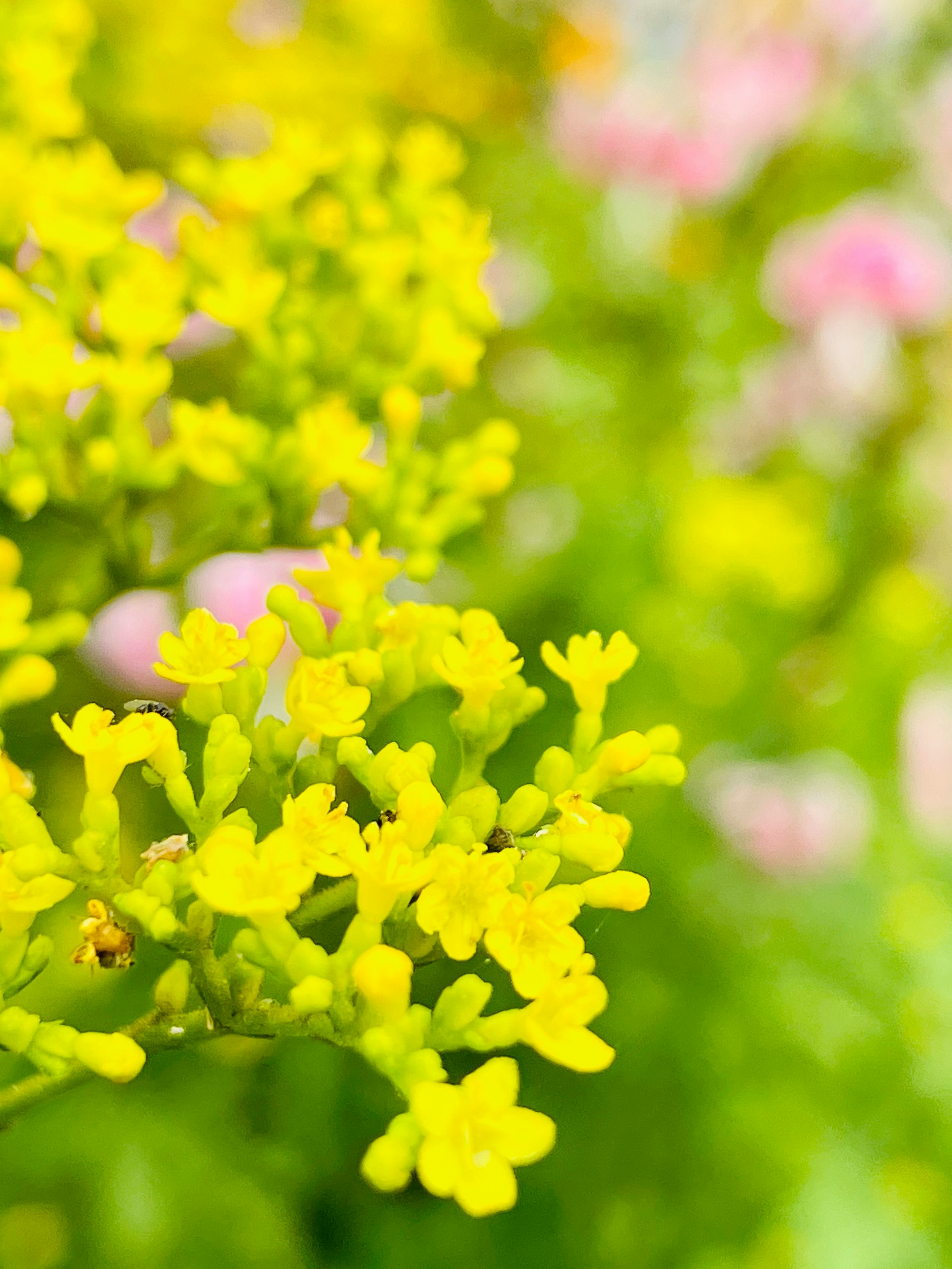 黄色い花が咲くボケのある花畑