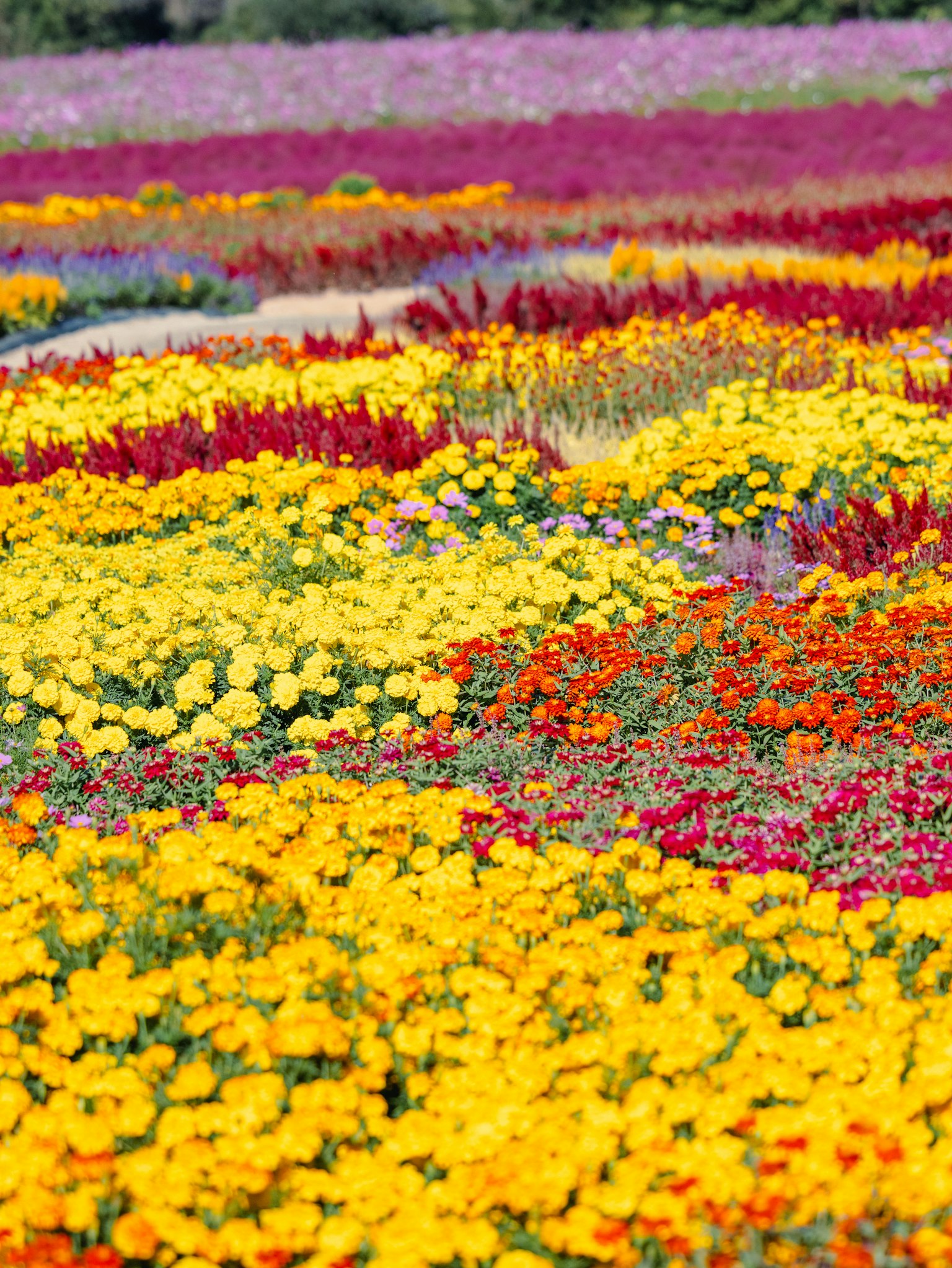 Champ de fleurs vibrant avec une variété de fleurs colorées