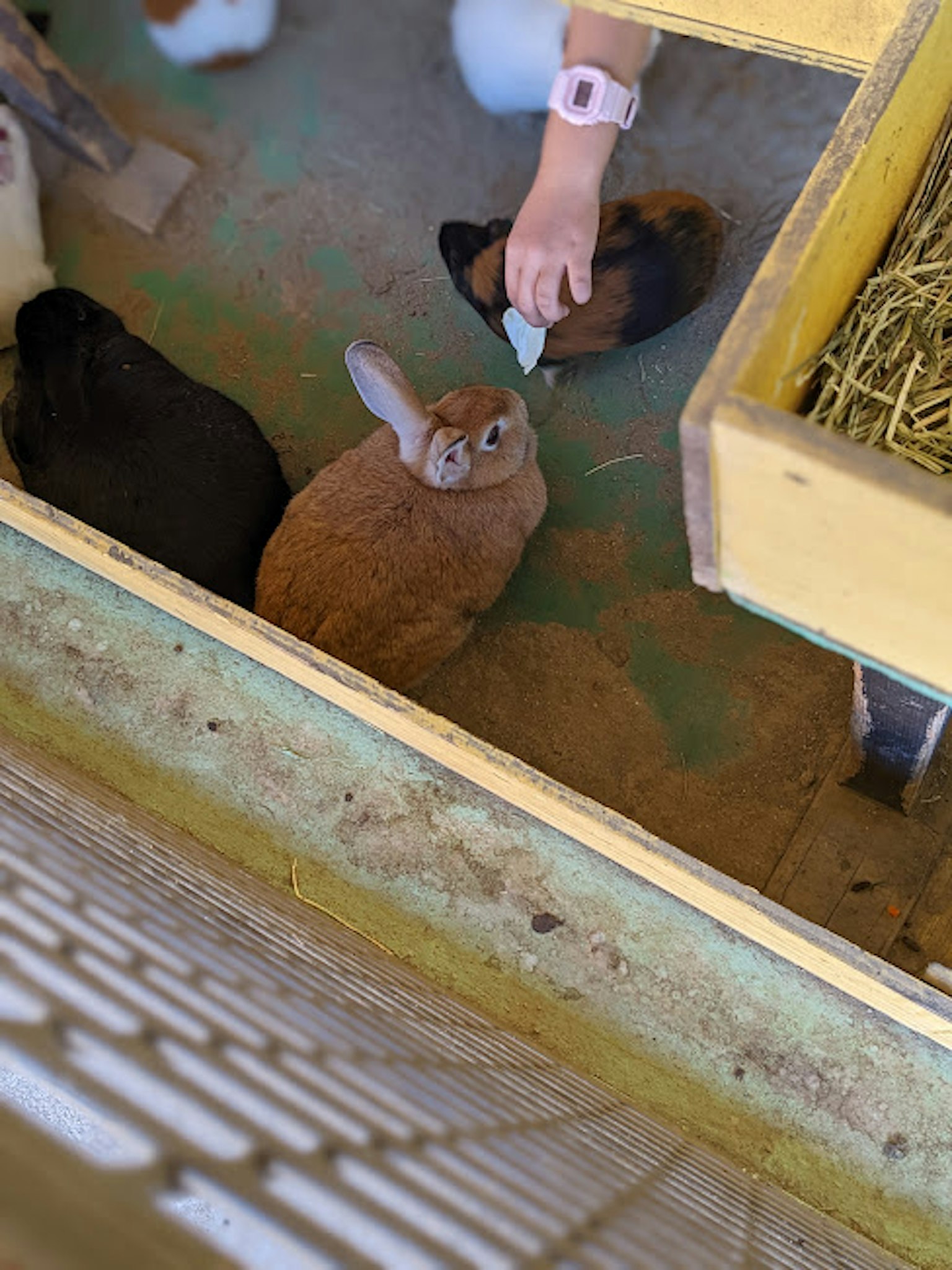 Un lapin brun caressé par la main d'un enfant dans un enclos pour animaux