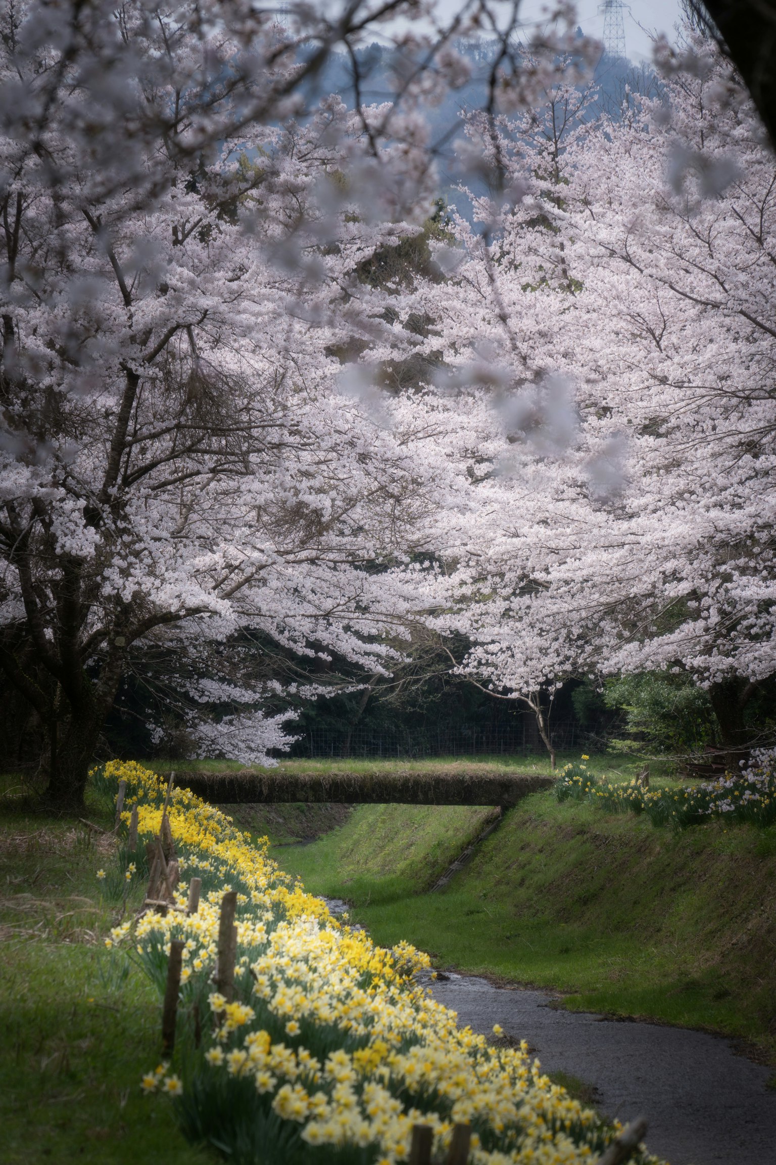 Scenic pathway lined with cherry blossom trees and yellow flowers