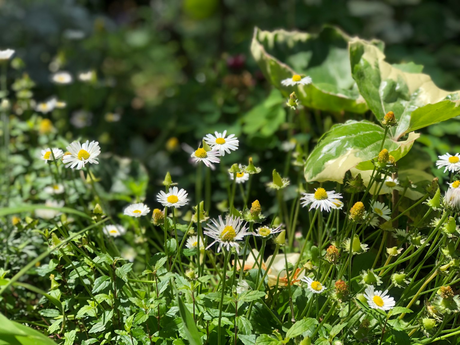 Eine malerische Ansicht eines Gartens mit blühenden weißen Blumen