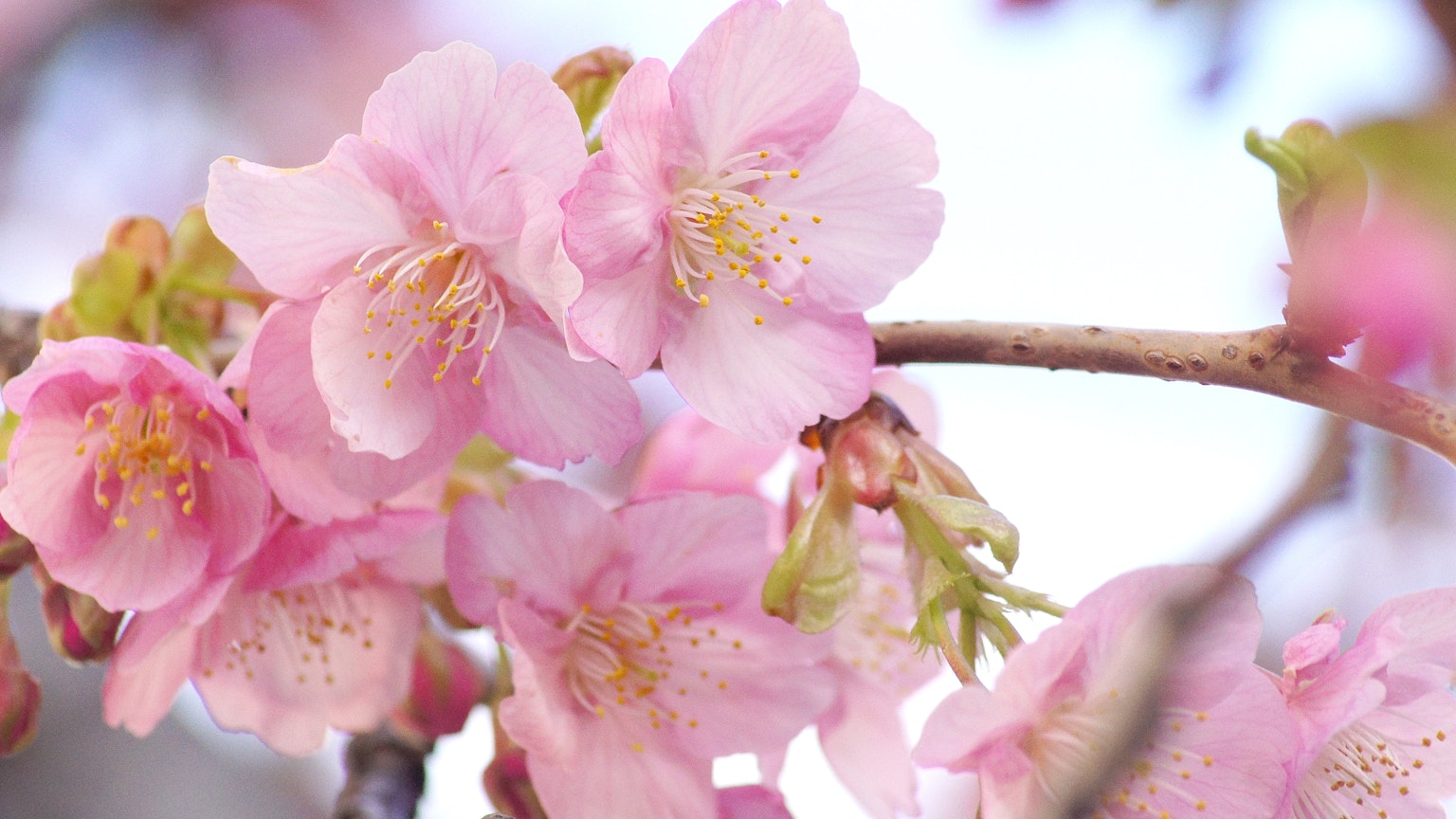 Primo piano di fiori di ciliegio con petali rosa e uno sfondo luminoso