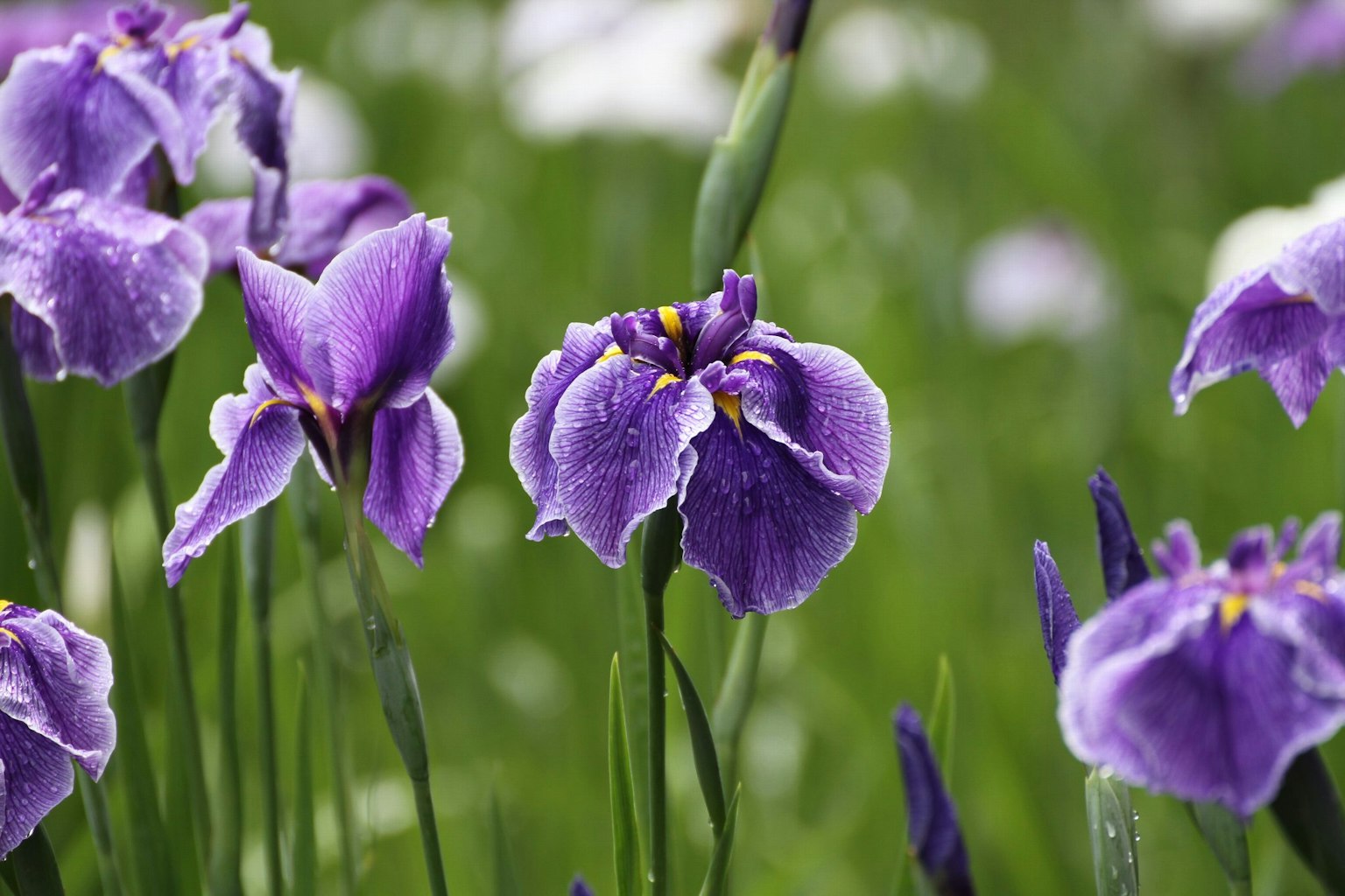 Fleurs d'iris violettes en fleurs dans une prairie verte