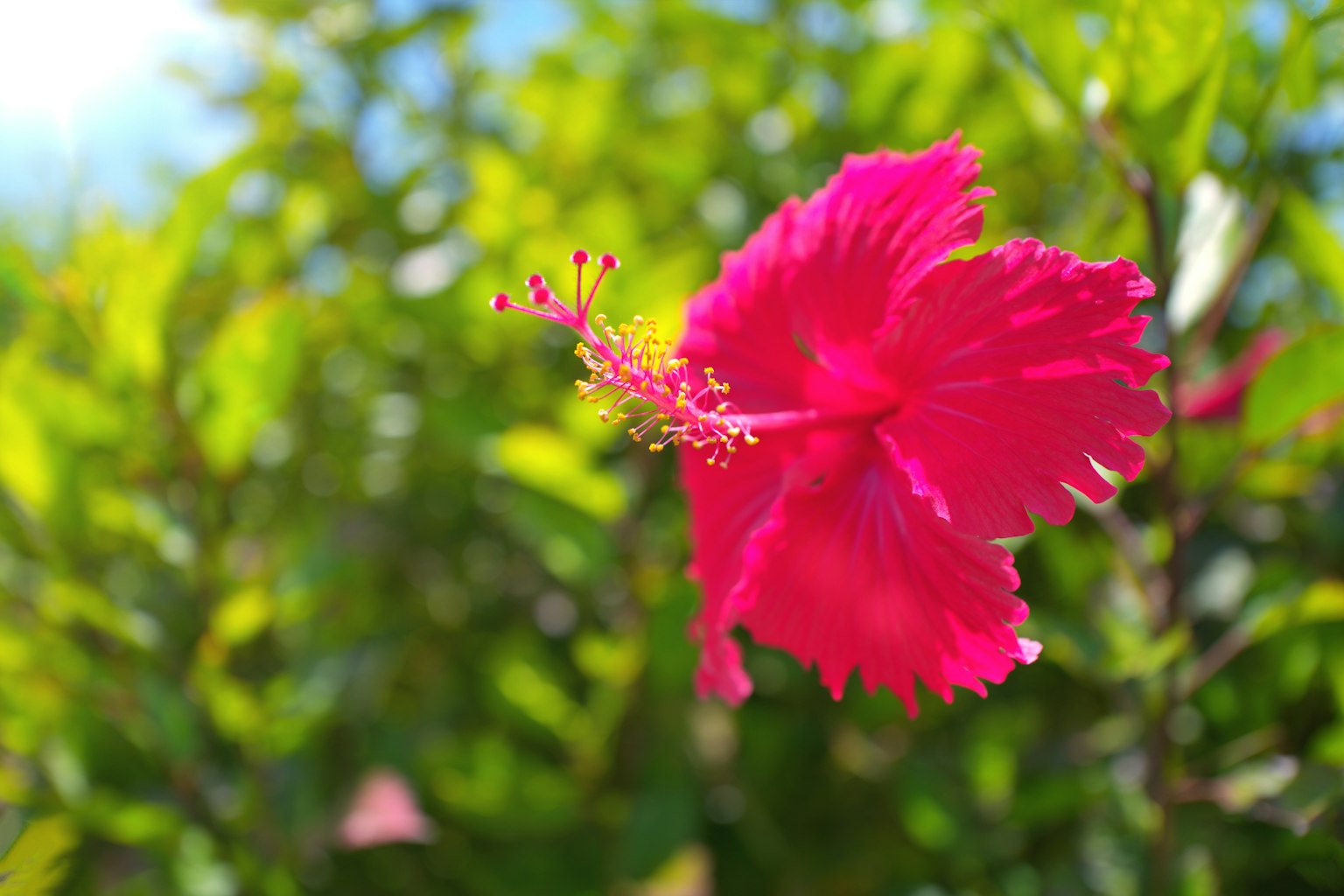 Fiore di ibisco rosa vibrante che fiorisce tra foglie verdi