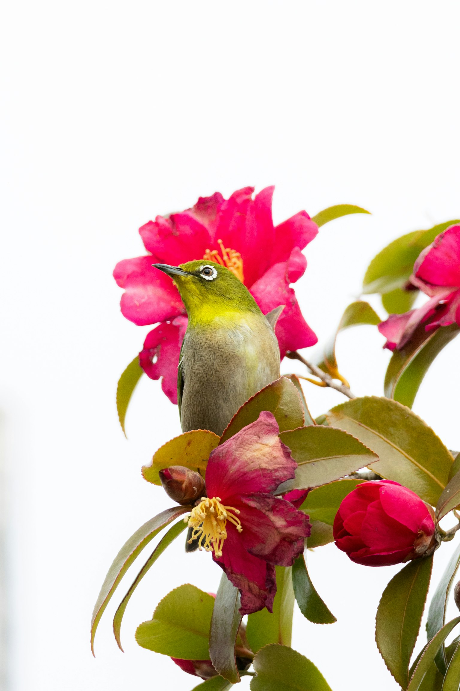 鮮やかなピンクの花の上に立つ小さな緑色の鳥