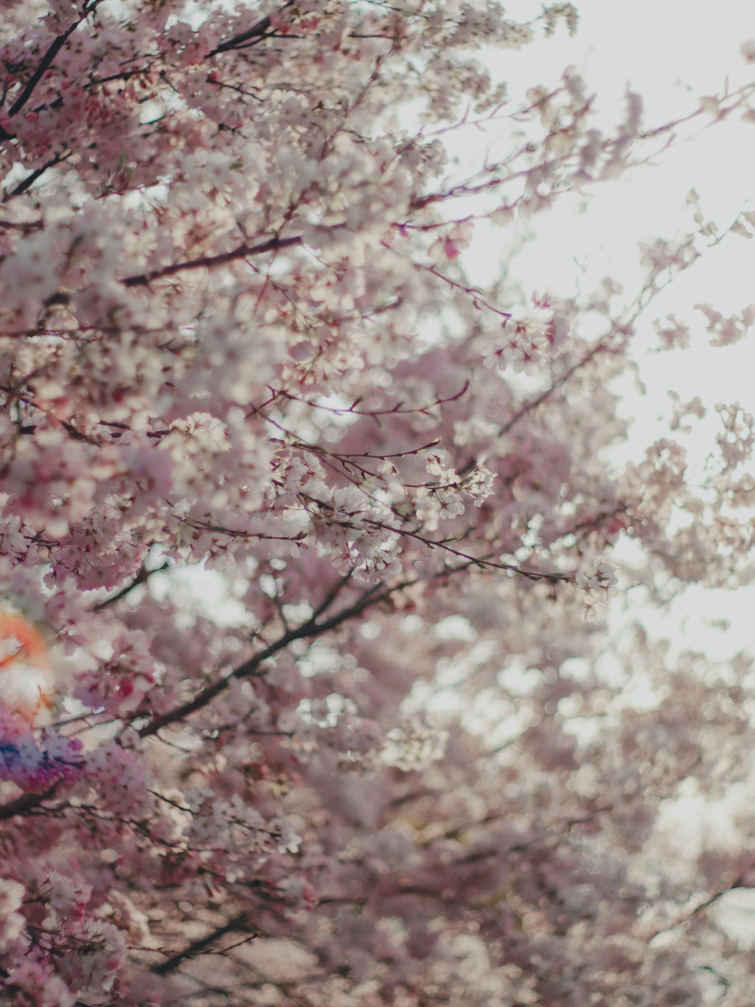 Close-up of cherry blossom branches in bloom