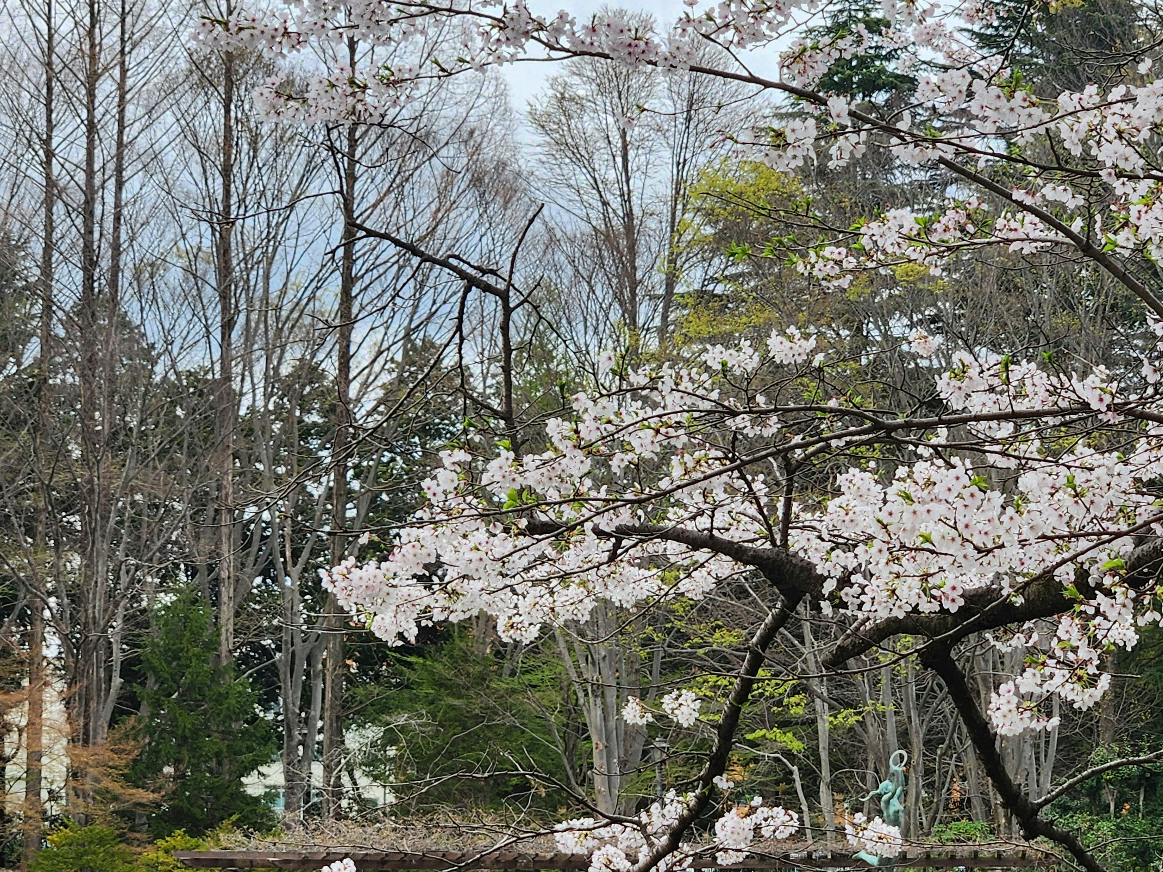春の公園で咲く桜の枝と並木の景色
