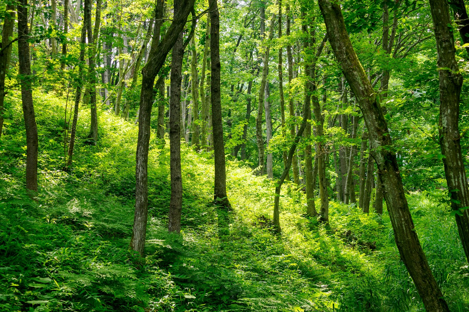 Paesaggio forestale lussureggiante con alberi densi e luce soffusa che filtra