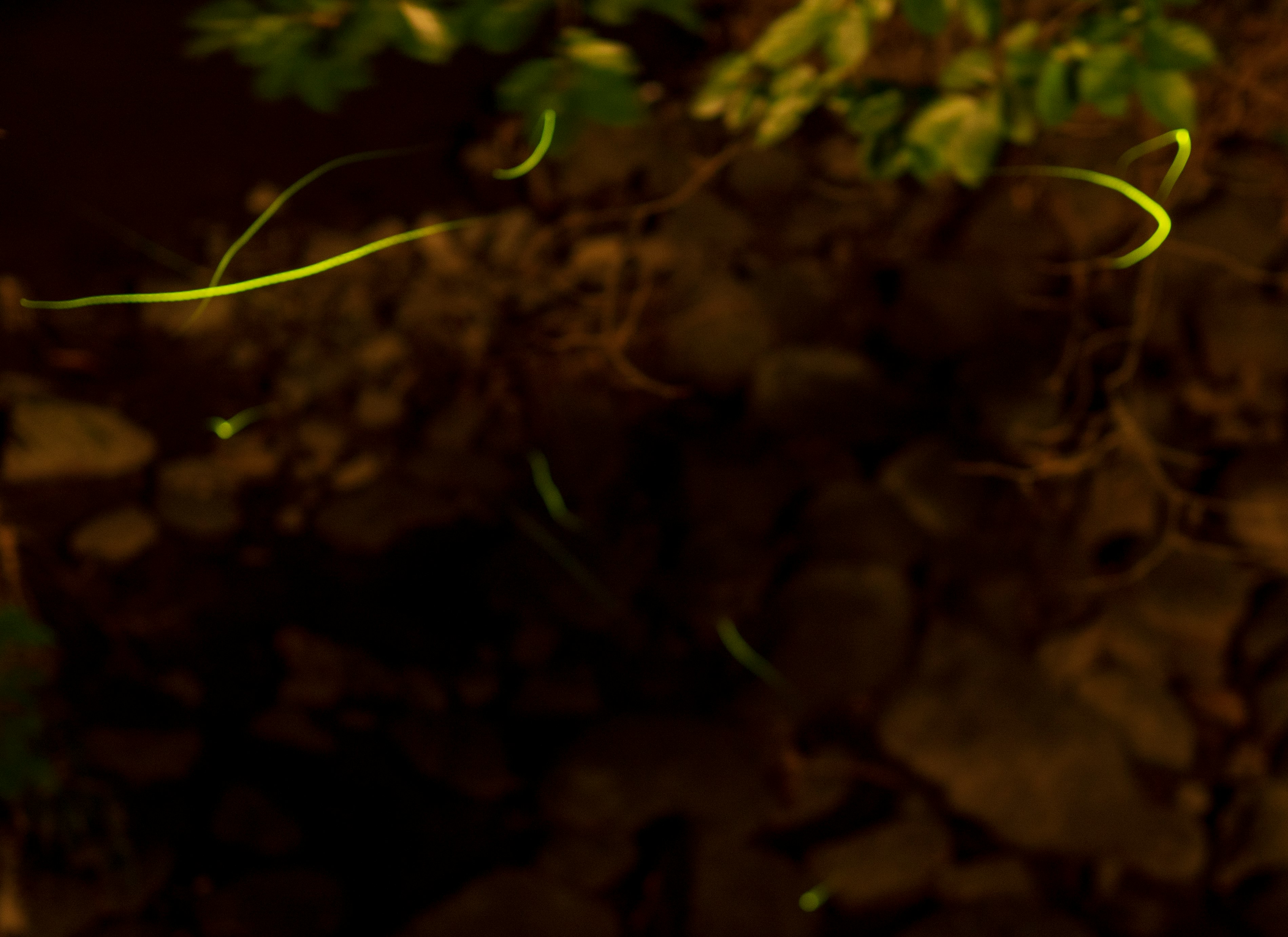 thin green light trail on dark ground