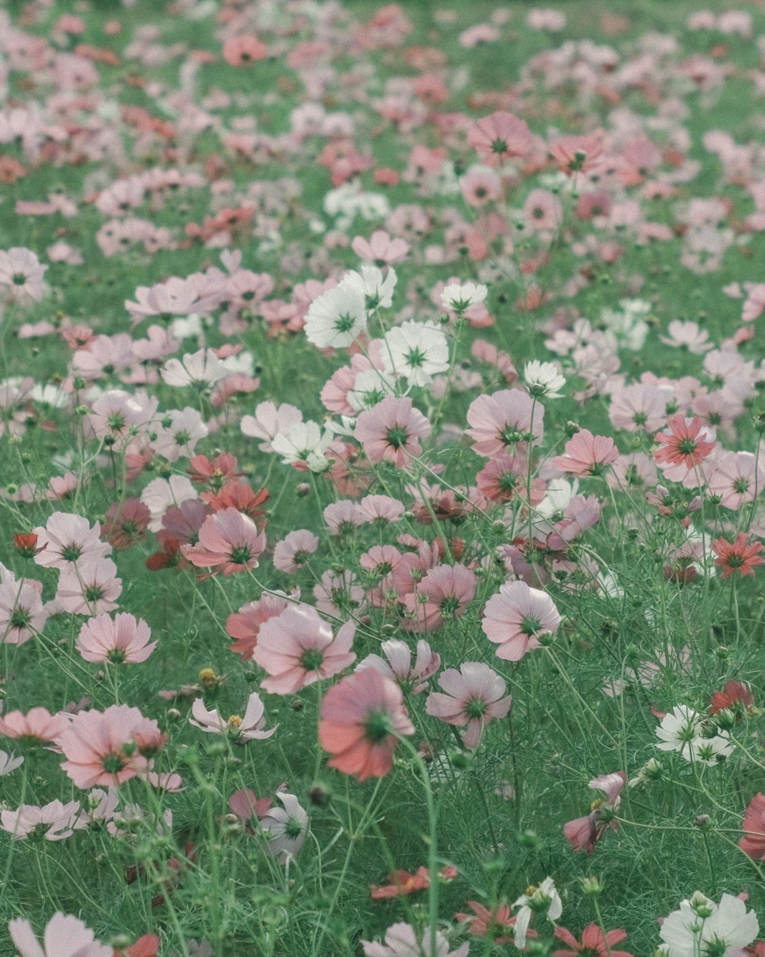 Un campo vibrante lleno de flores en flor en varios tonos de rosa y blanco