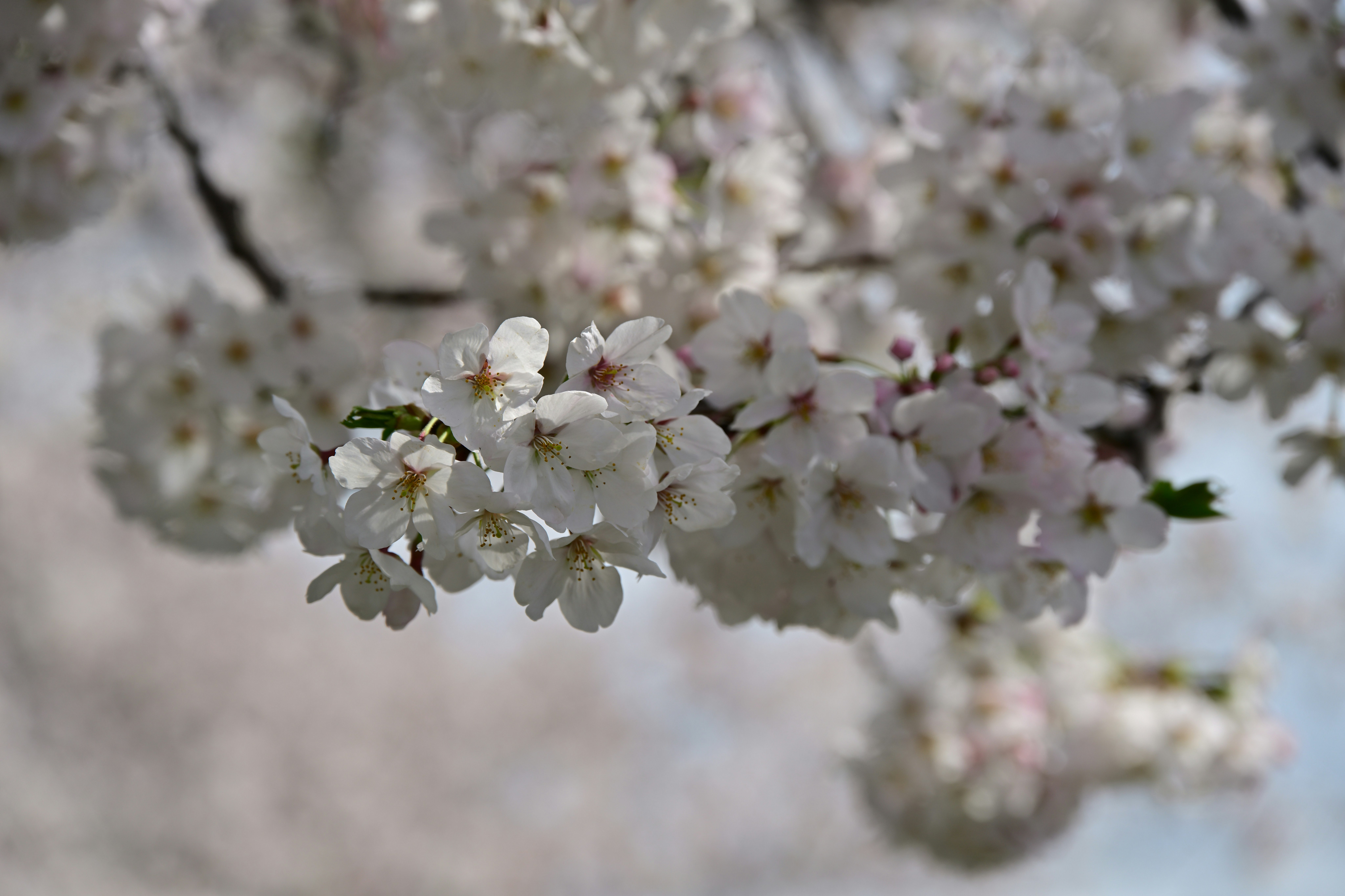 白い桜の花が枝に咲く春の風景