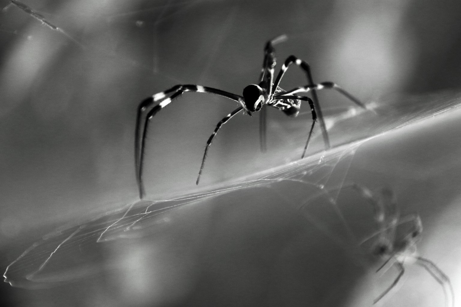 黑白背景下蜘蛛的特寫圖像