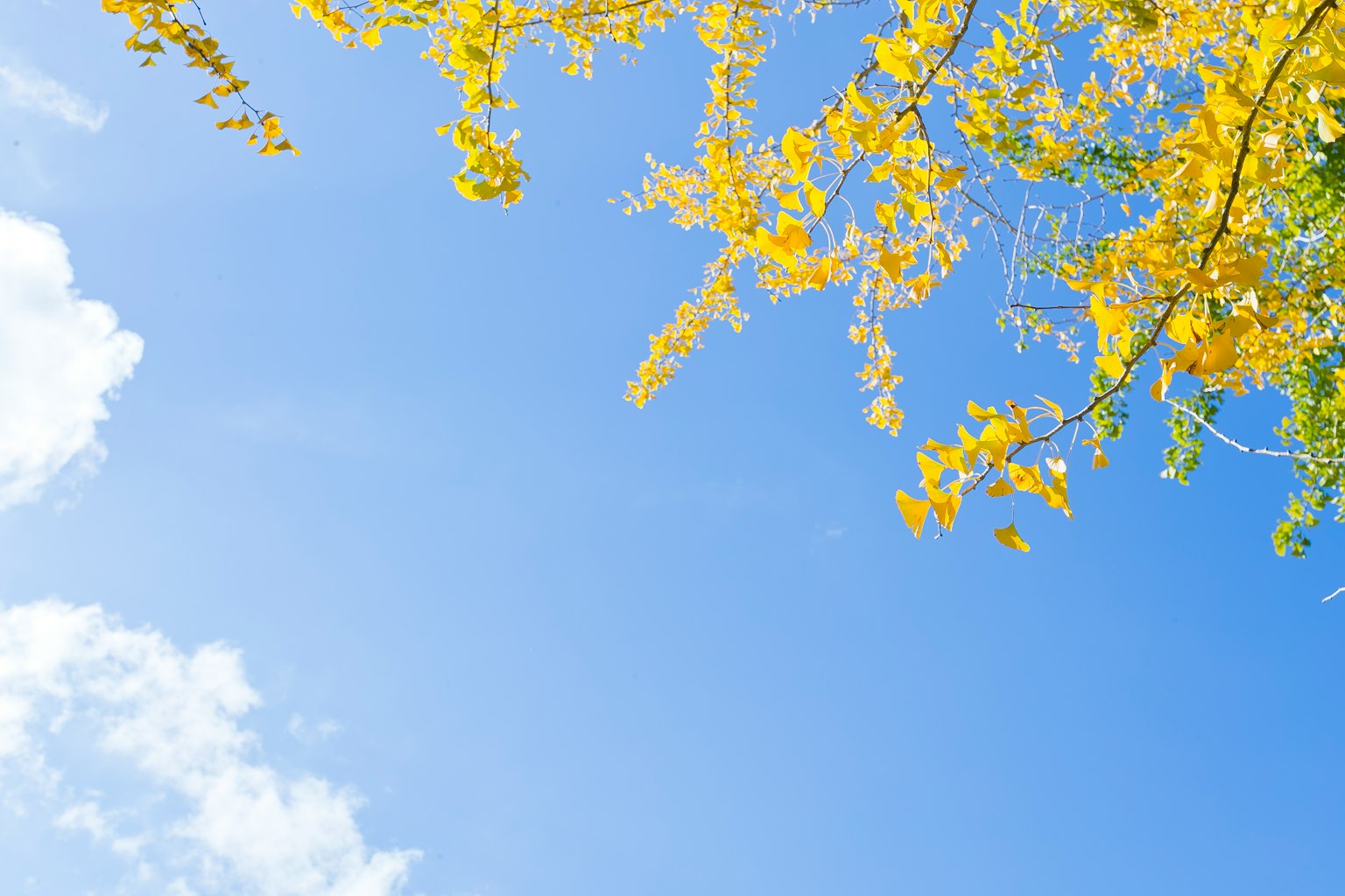 Branches avec des feuilles jaunes contre un ciel bleu