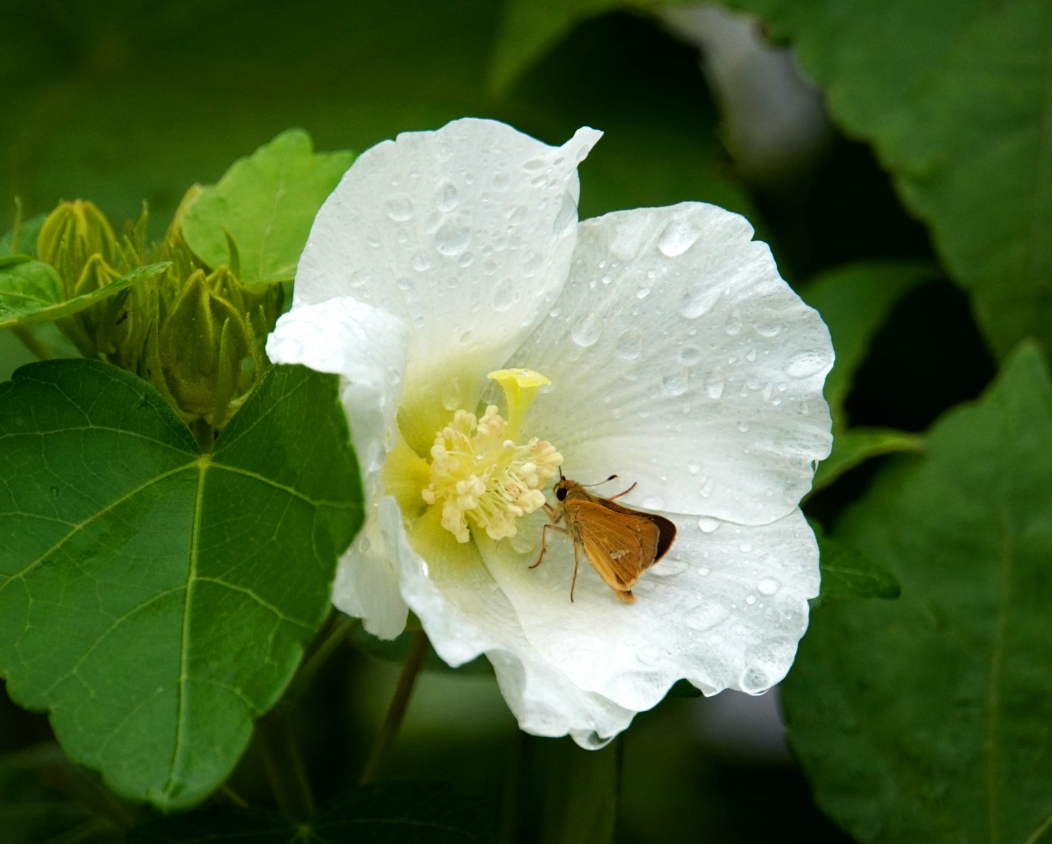 Flor blanca con una mariposa marrón sobre ella rodeada de hojas verdes