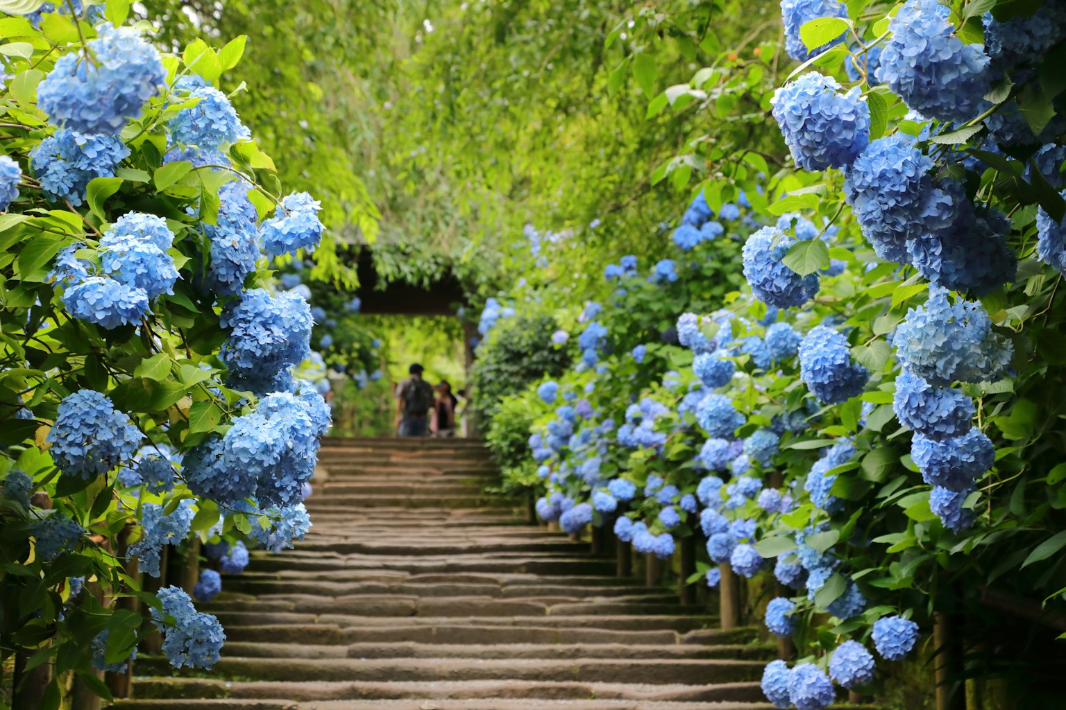 Una vista panoramica di ortensie blu lungo una scalinata in legno