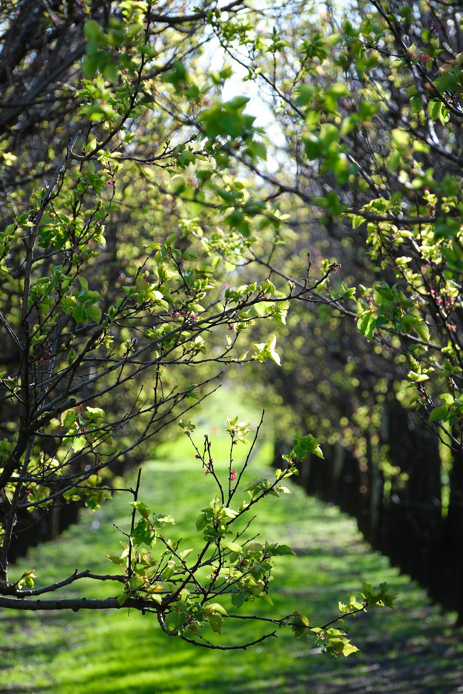 Pathway surrounded by lush green trees with budding leaves