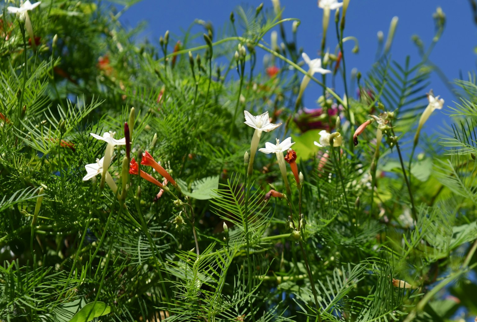 Una pianta con fiori bianchi e foglie verdi sotto un cielo blu