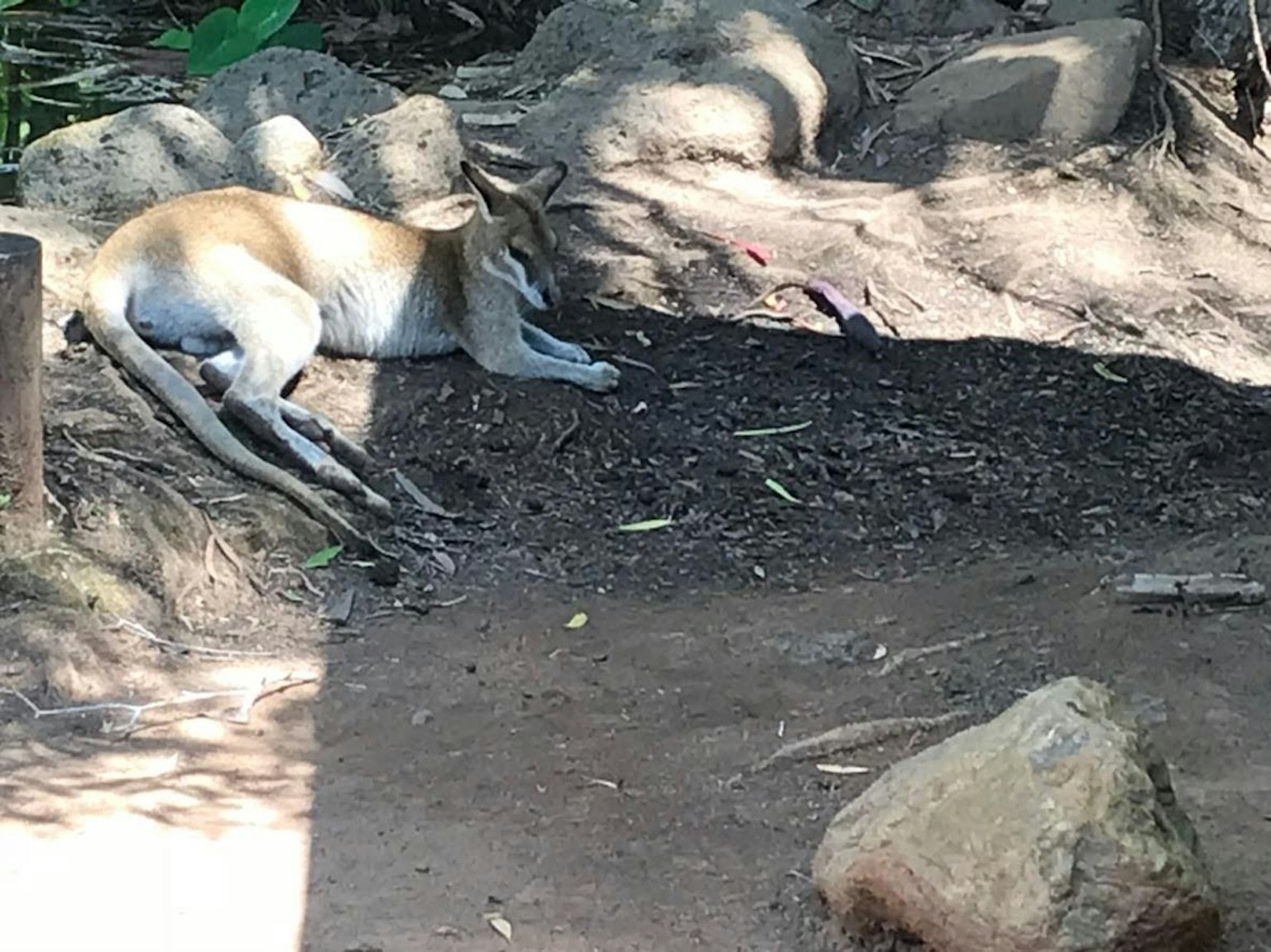 一只野生犬类动物在阴凉处休息