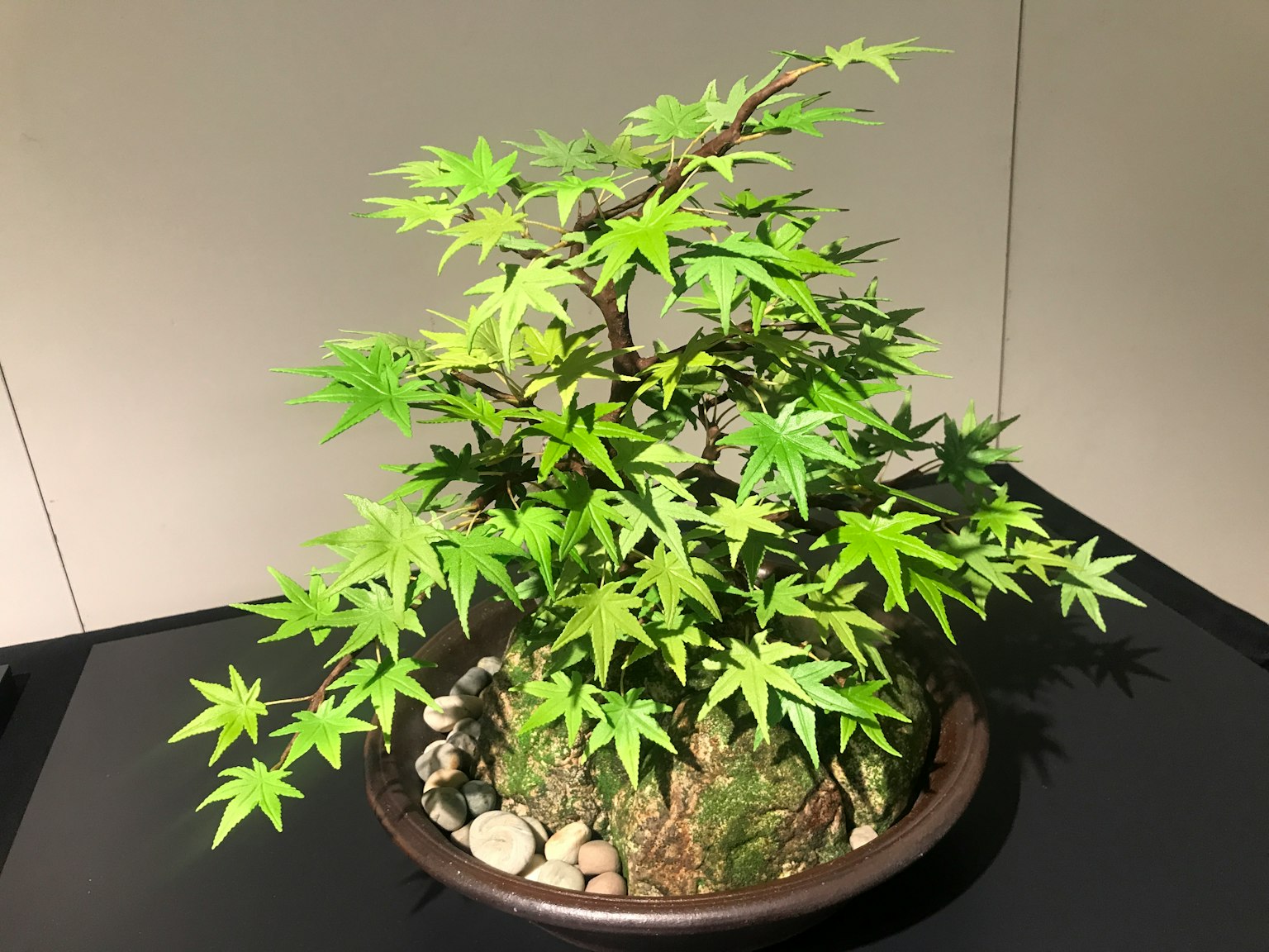 Ein Bonsai-Ahornbaum mit leuchtend grünen Blättern in einem dekorativen Topf