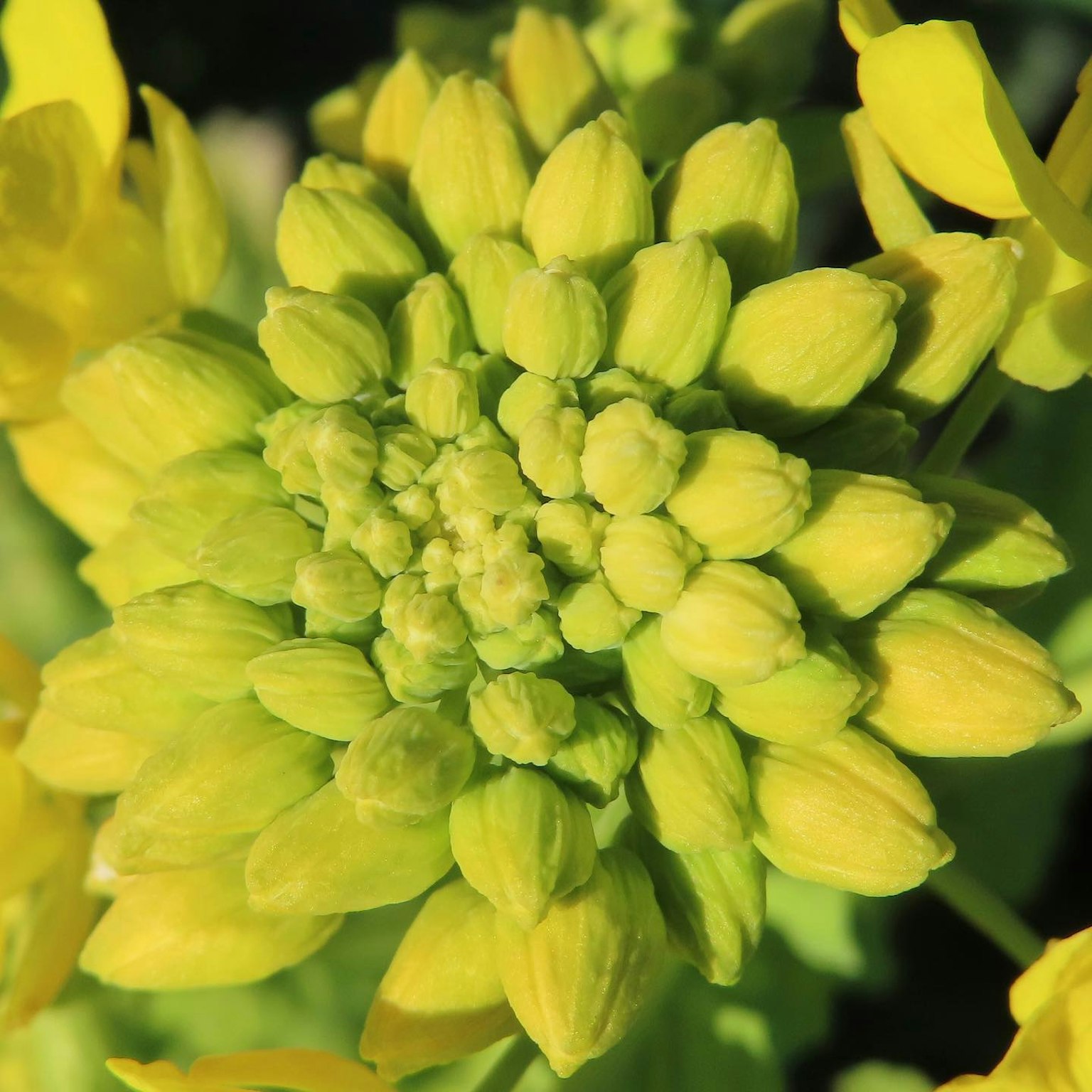 Gros plan de boutons de fleurs jaunes groupés