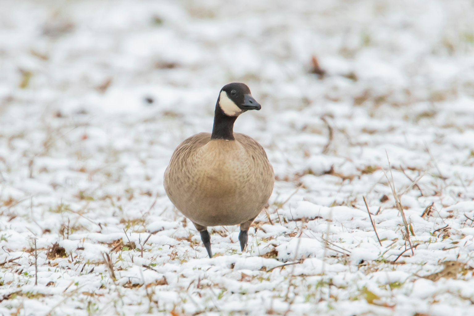 Bird standing in snow resembling a Canada Goose