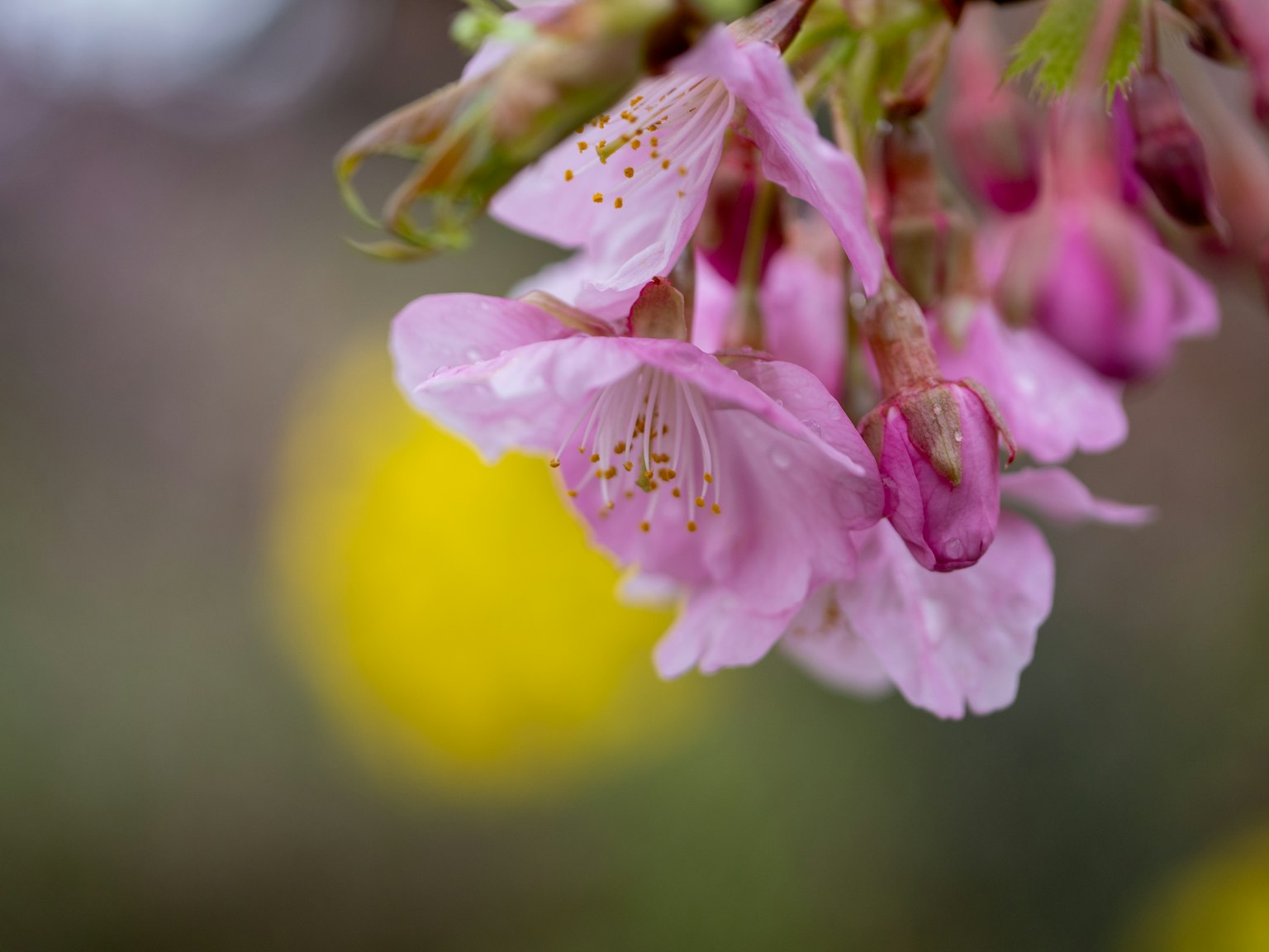 Primer plano de flores de cerezo con pétalos rosa flores amarillas difusas en el fondo