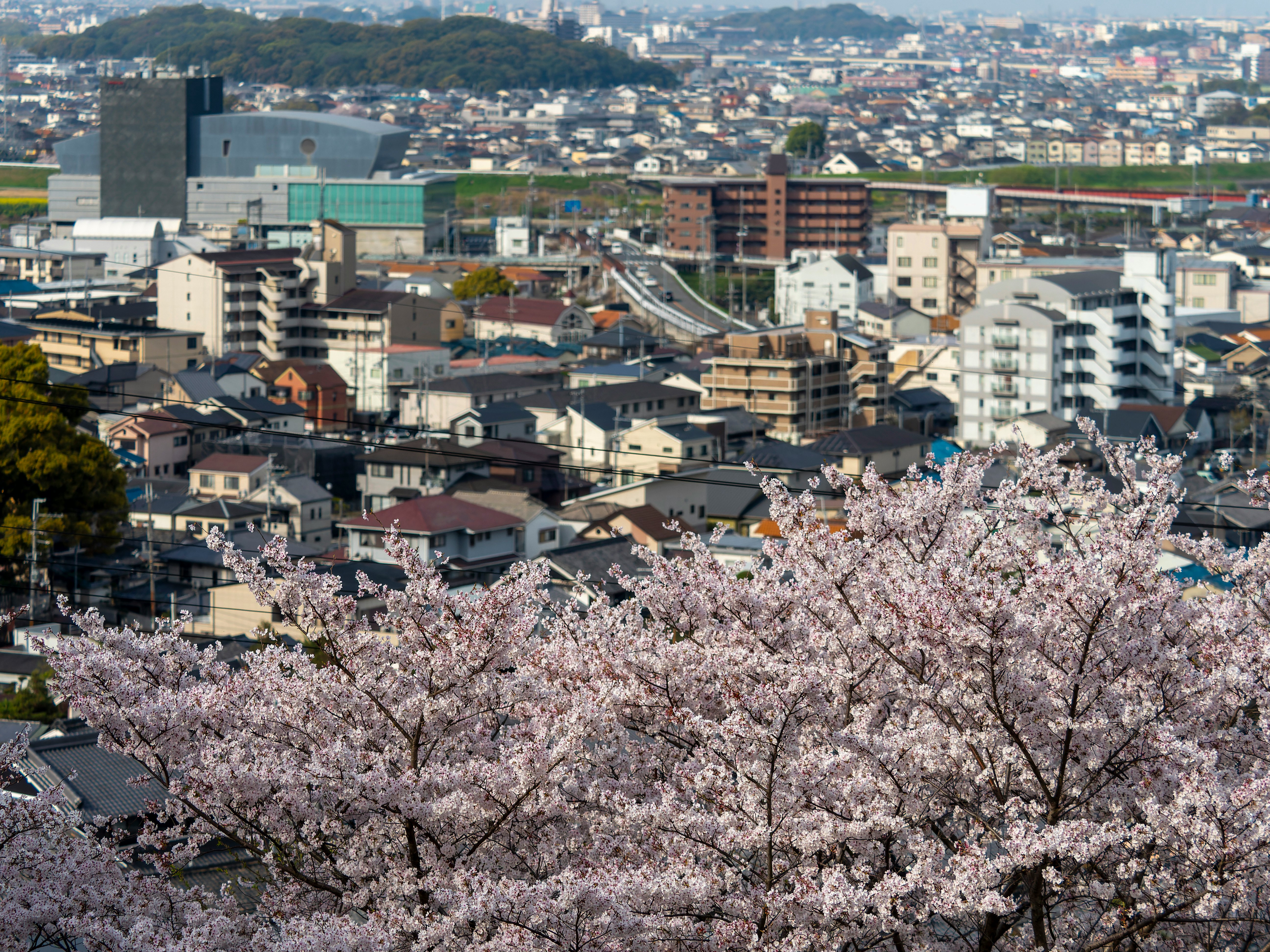 柏原市の街並みと山に咲く桜の花景色