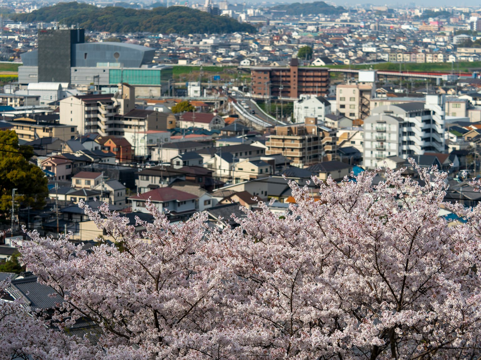 城市景觀，盛開的櫻花和城市建築