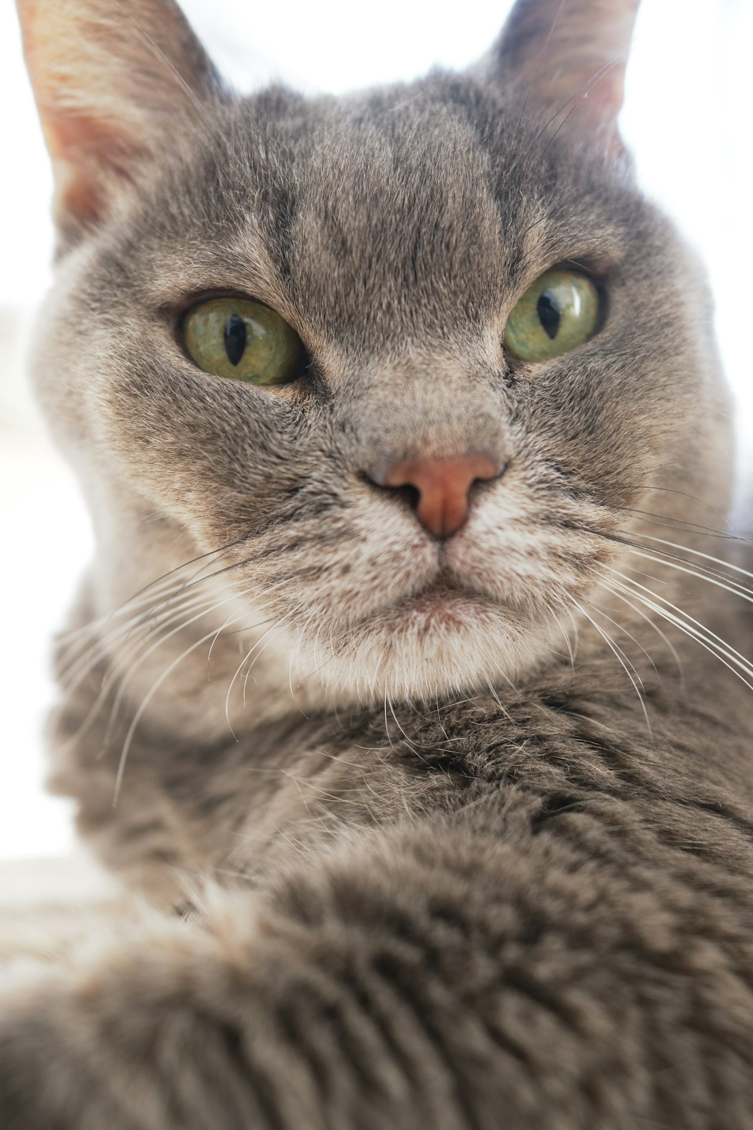 灰色猫注视着镜头