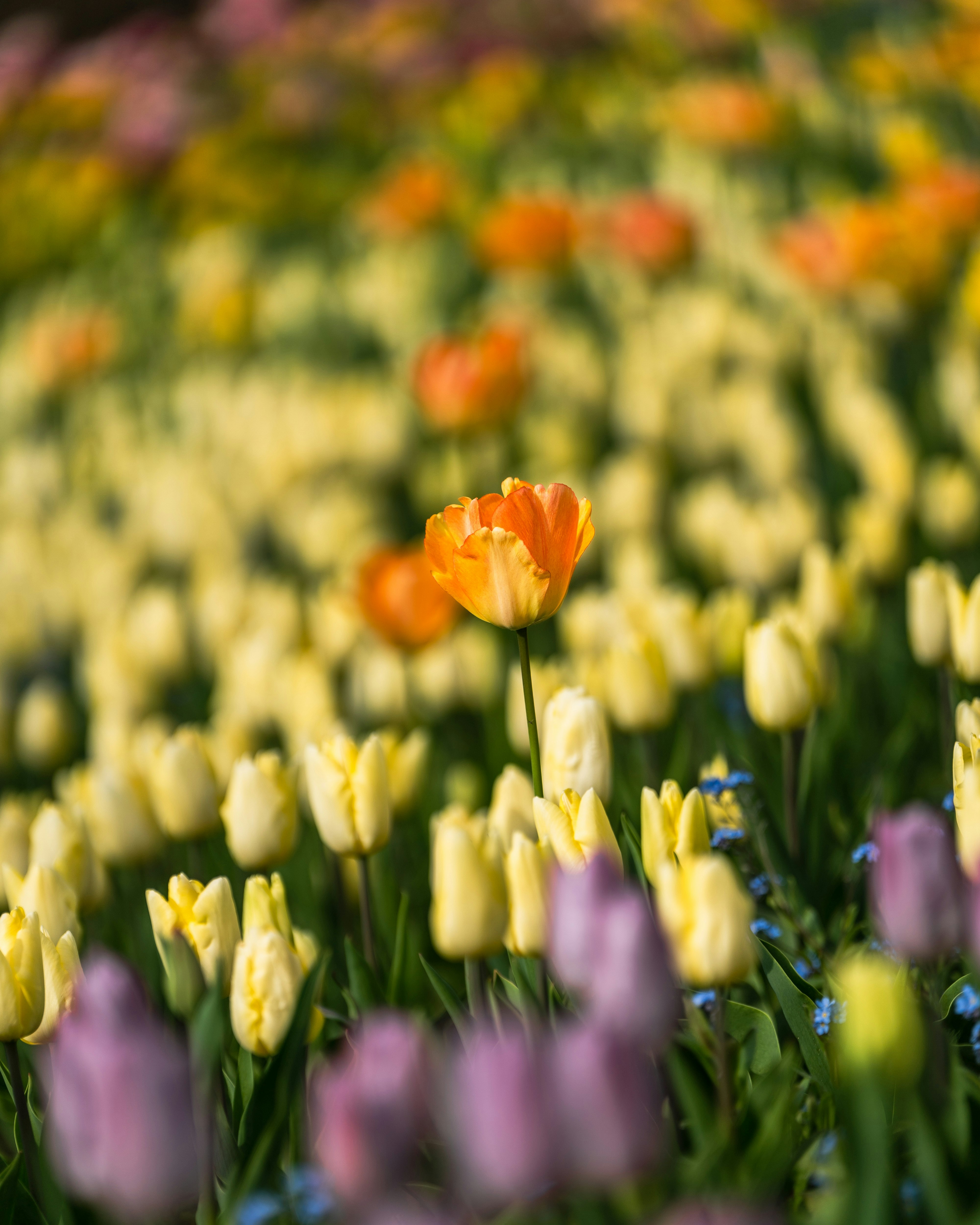 チューリップ畑の花々とボケた背景