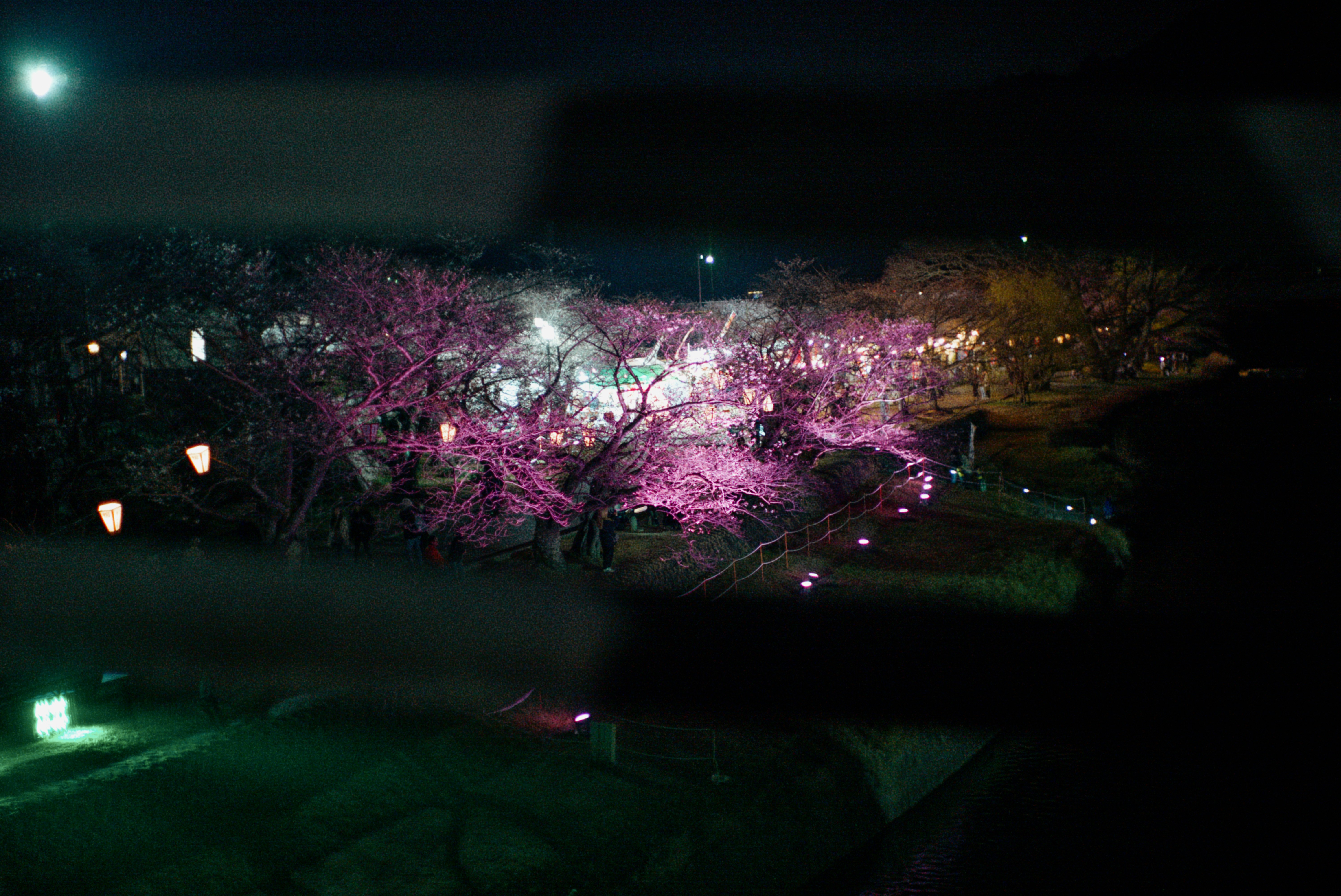 桜のライトアップが映える吉香公園の夜景