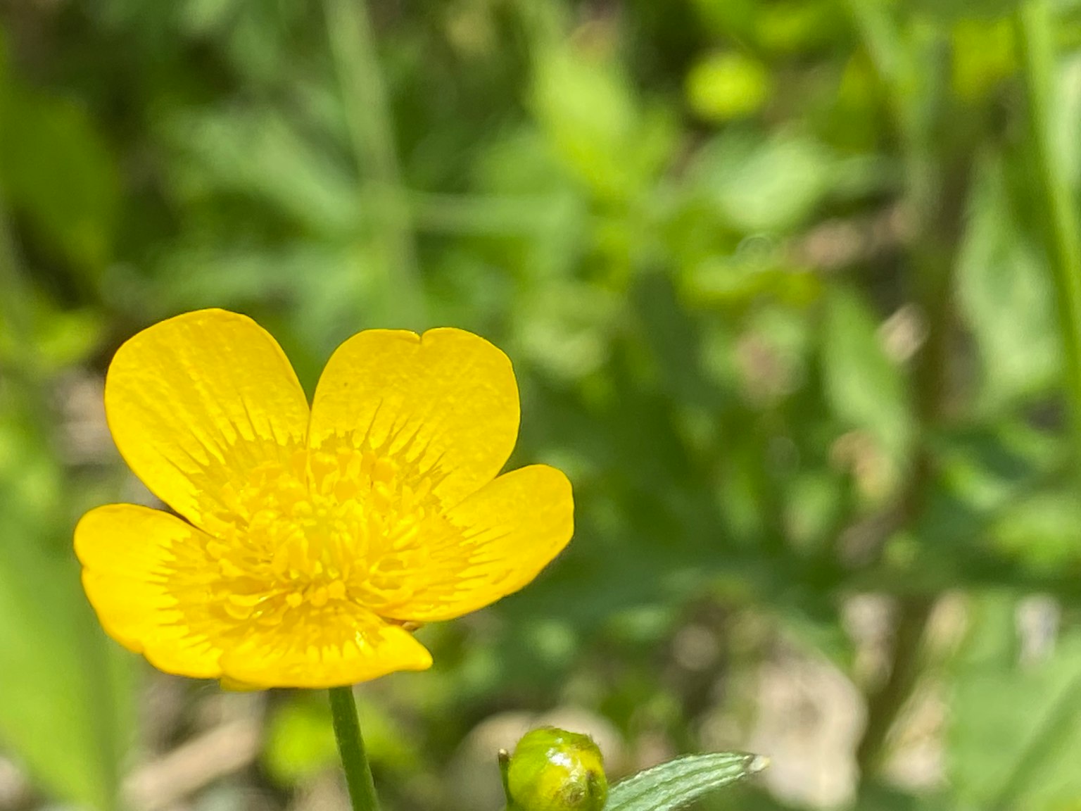 Fleur jaune vif fleurissant parmi un feuillage vert