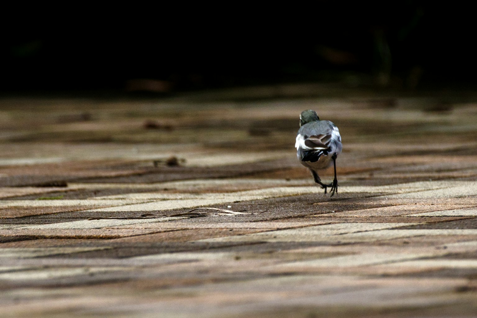 Seekor burung berjalan di sepanjang jalan yang ditangkap dalam gambar