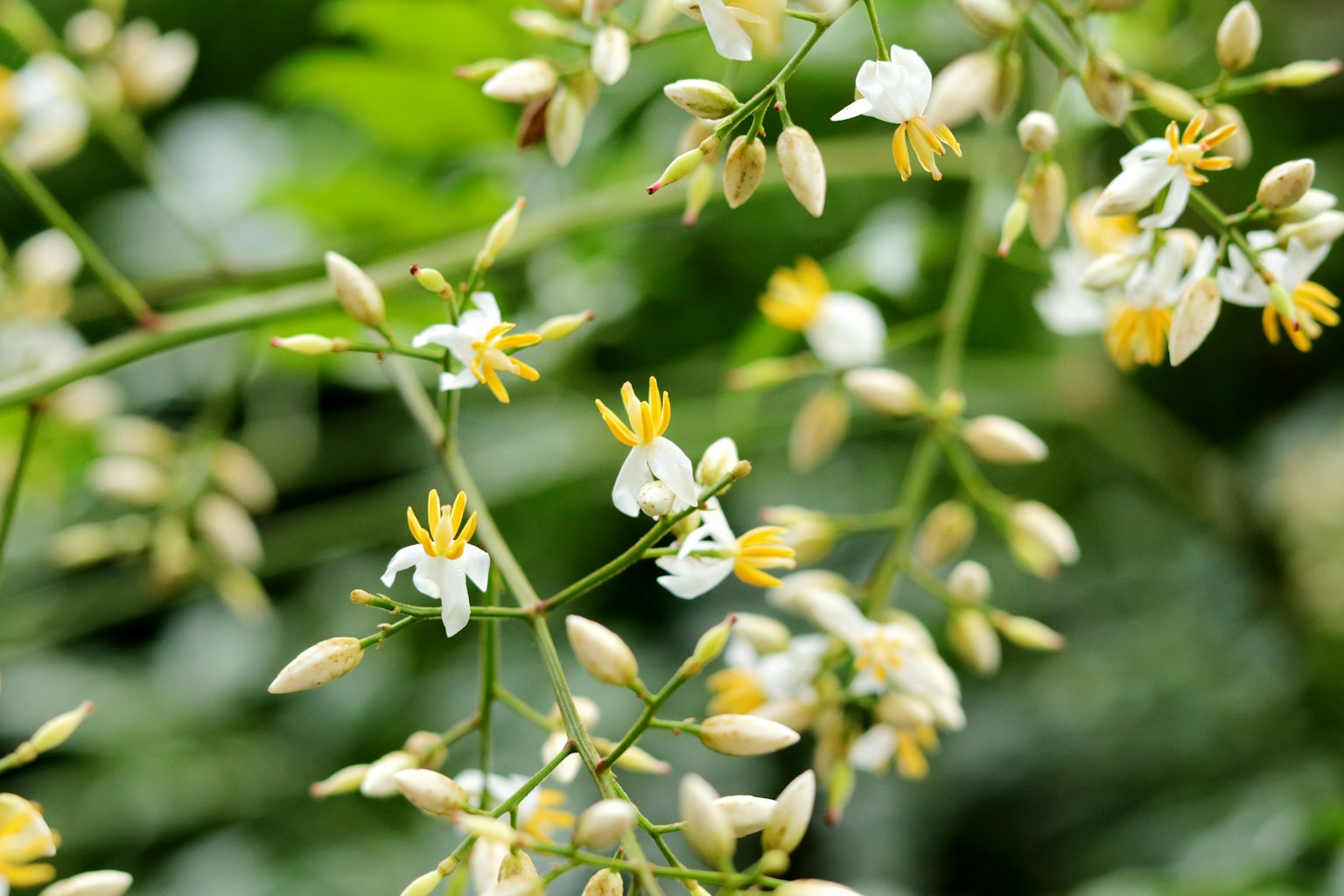 Foto in primo piano di una pianta con fiori bianchi e gialli