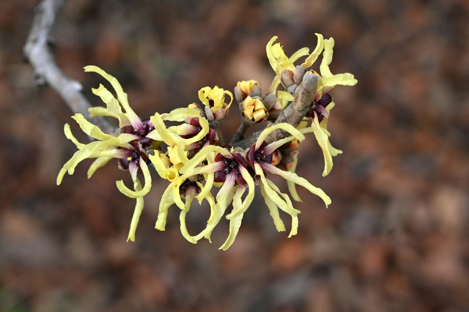 Witch hazel flowers with distinctive yellow petals