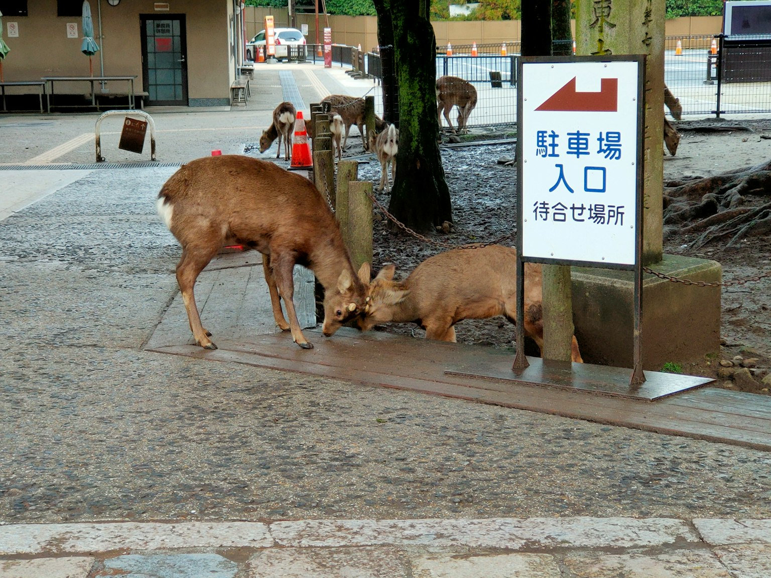 Cervi che interagiscono vicino a un cartello d'ingresso in un parco