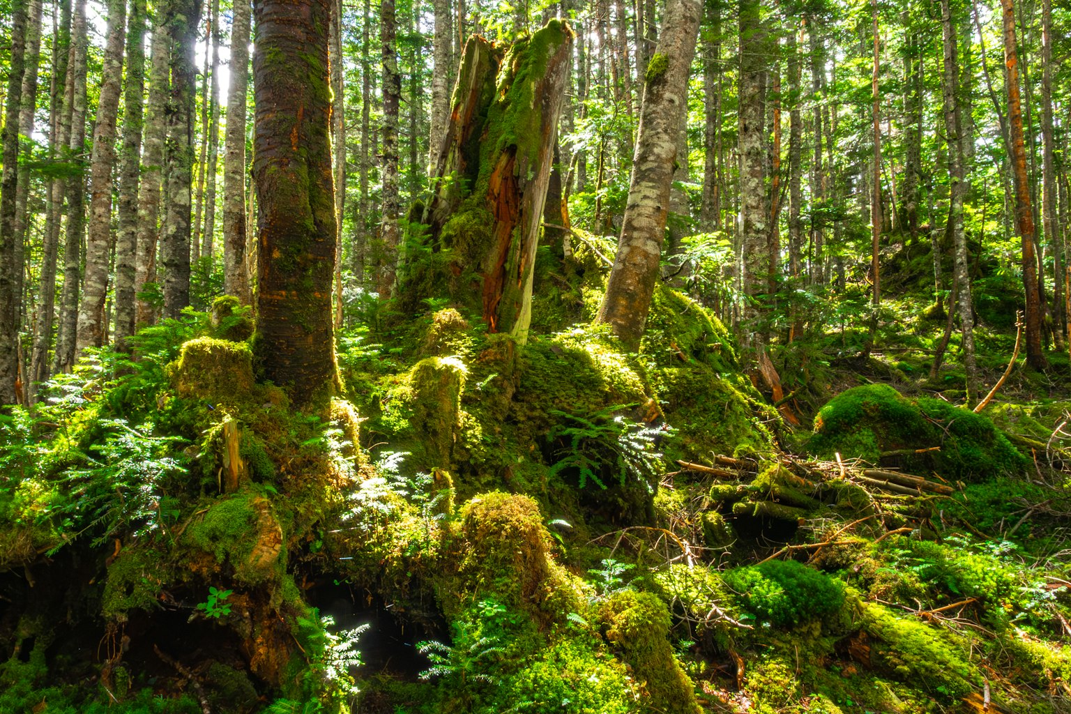 Scena forestale con un ceppo d'albero coperto di muschio circondato da vegetazione