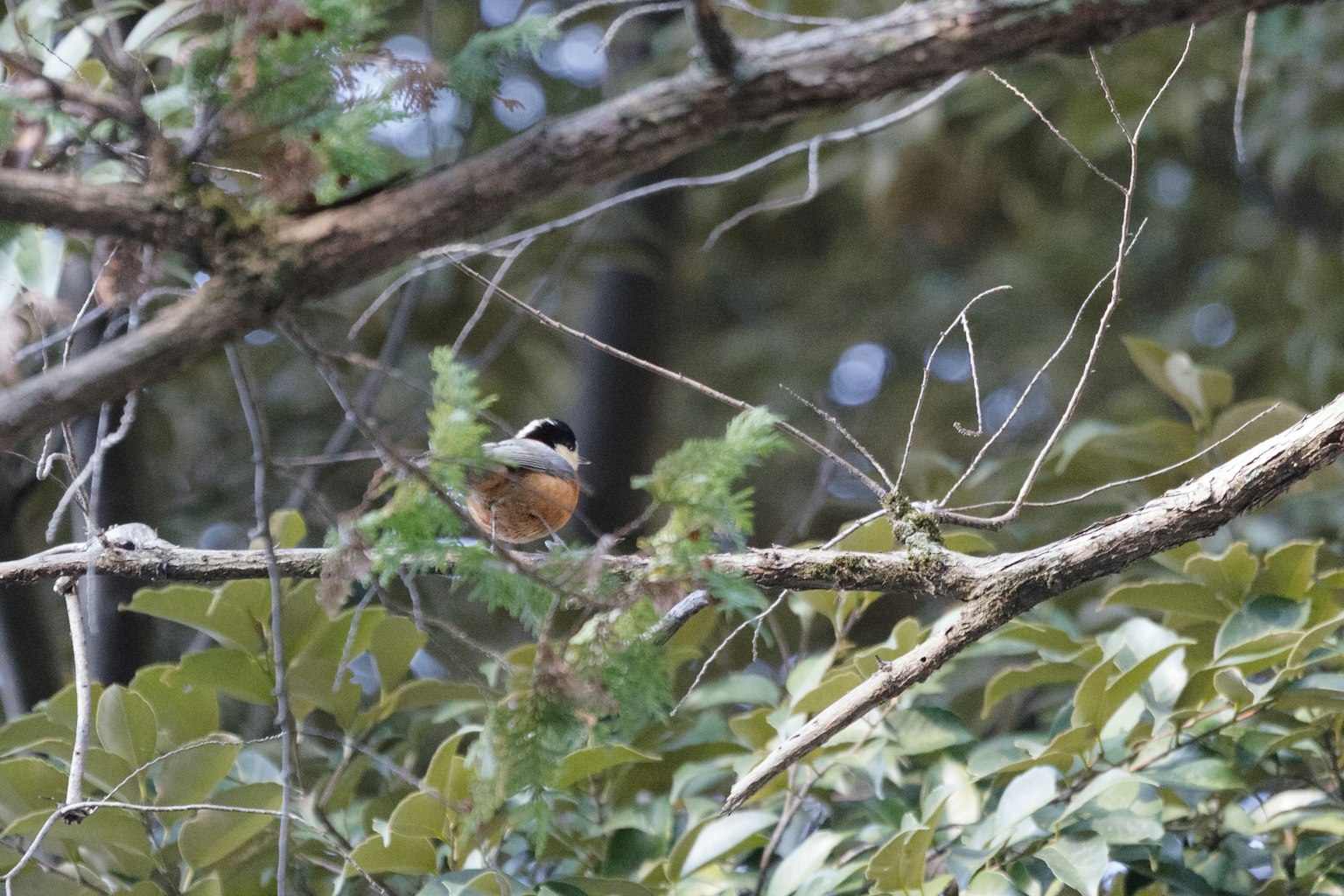 Ein kleiner Vogel auf einem Ast umgeben von grünen Blättern