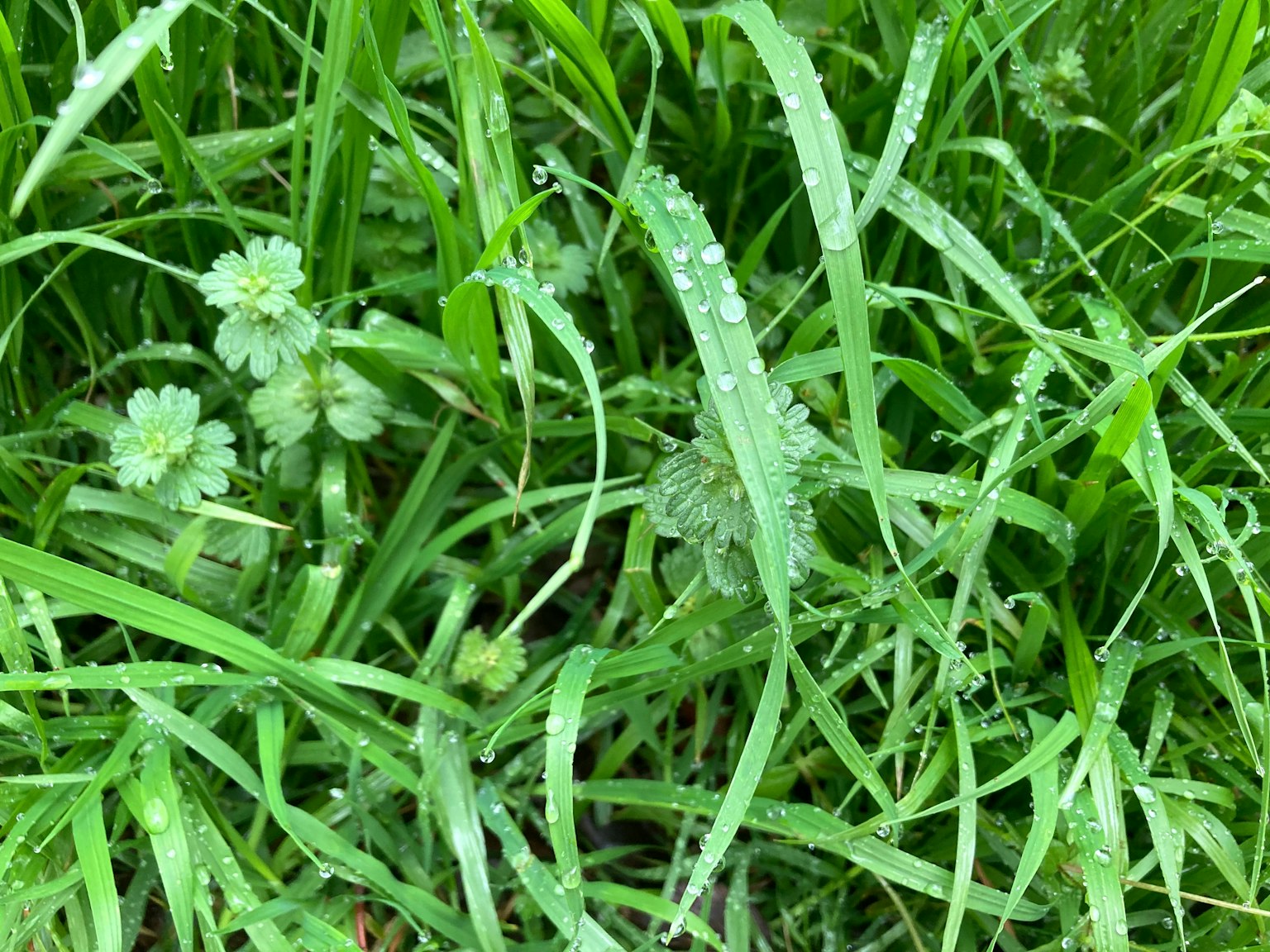 Erba verde lussureggiante con piccole piante intrecciate in un ambiente naturale